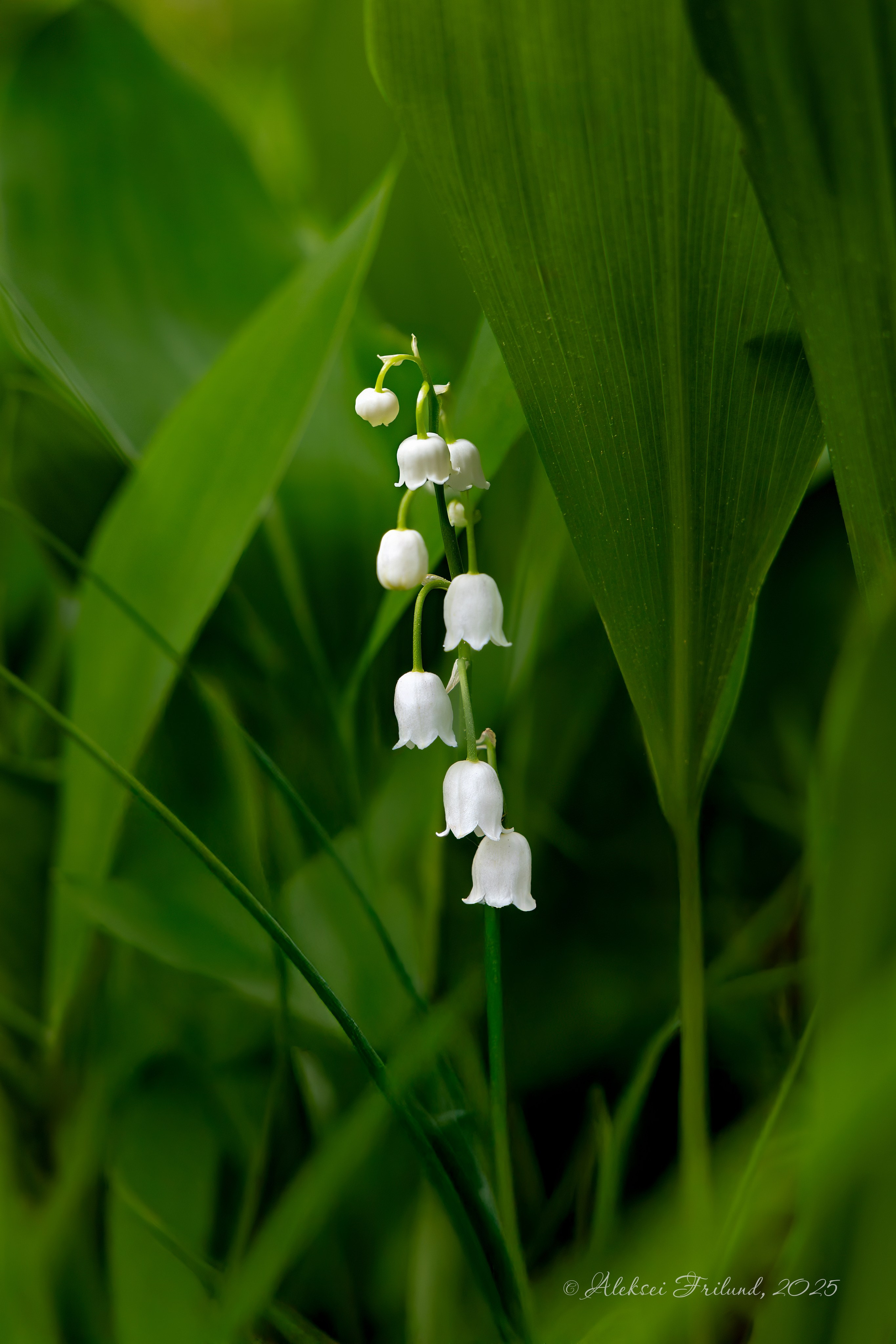 Природа Карелии. Аэросъемка. Фото и Видео в Карелии. Алексей Фрилунд