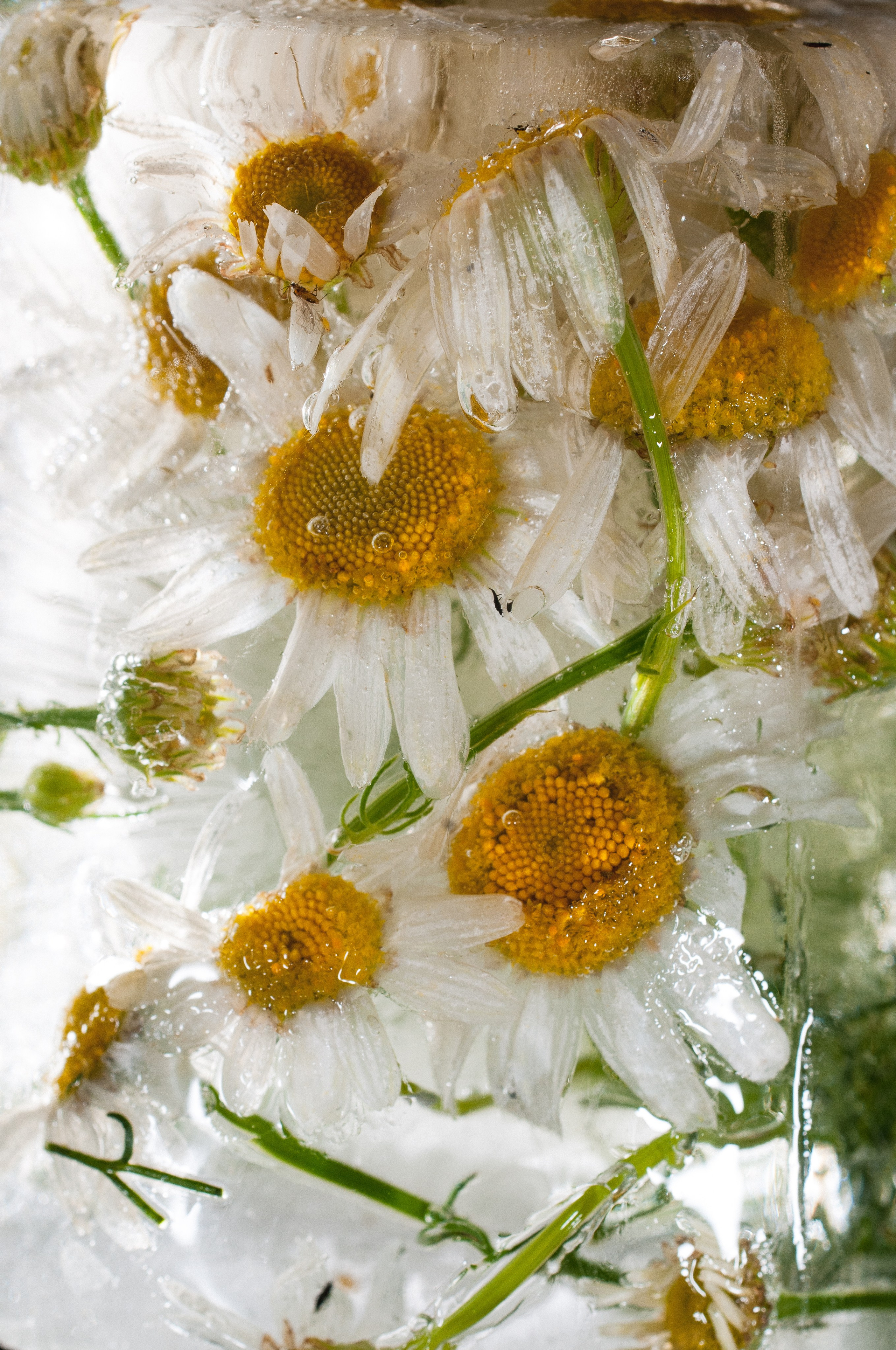 FFF — Frozen Fairy Flower. Фотограф в Санкт-Петербурге Анна Гончар