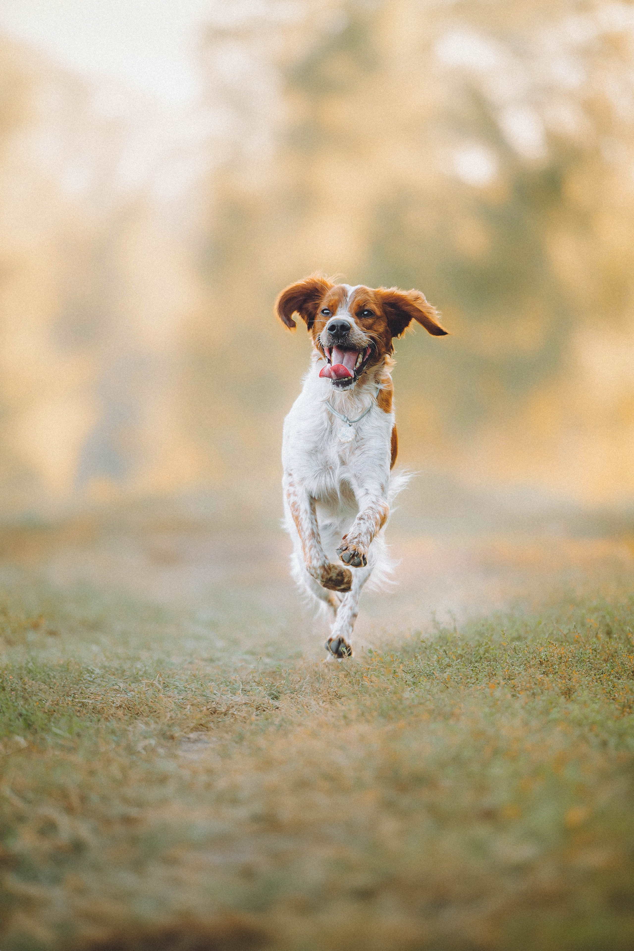 Камри и Пафи