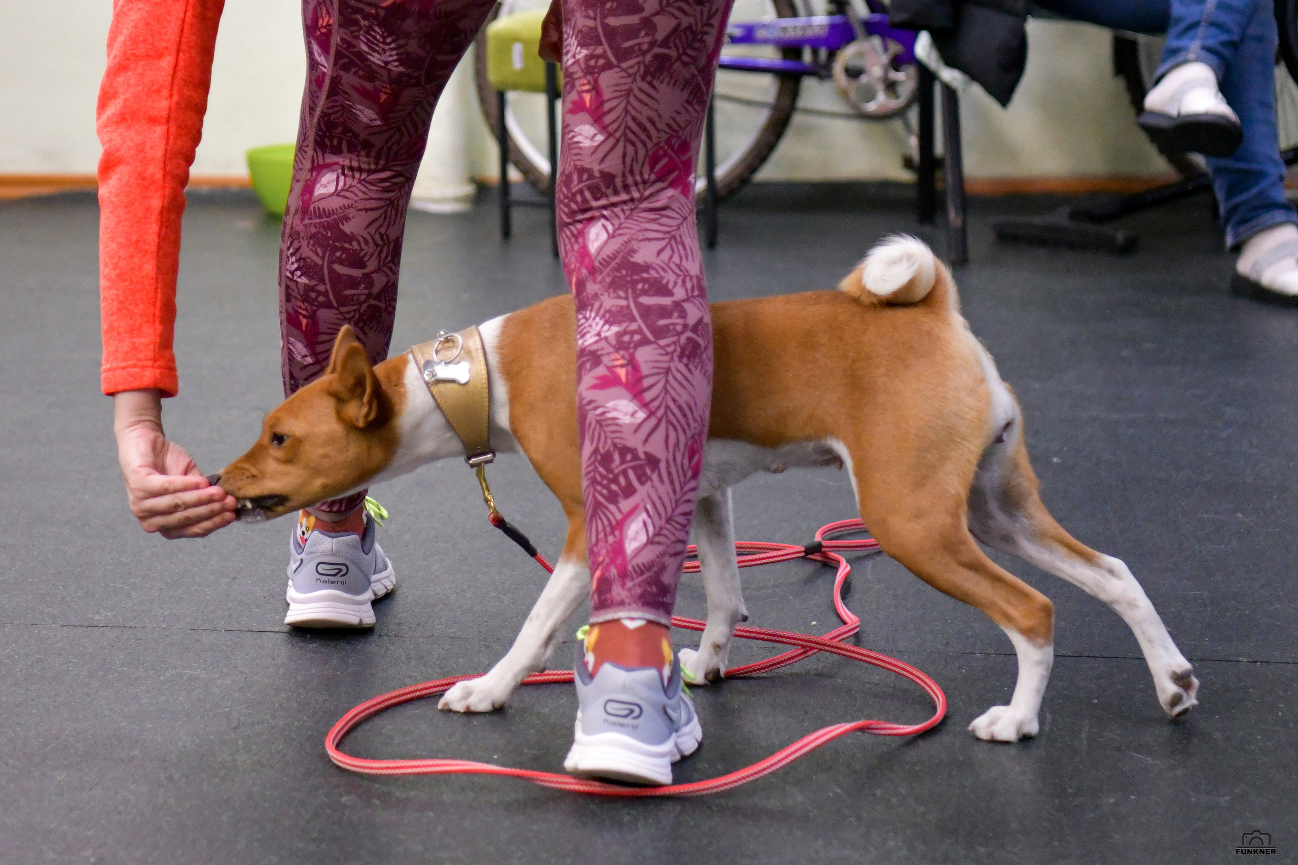 Кинологический клуб «Бодрый хвост». Свой взгляд через объектив