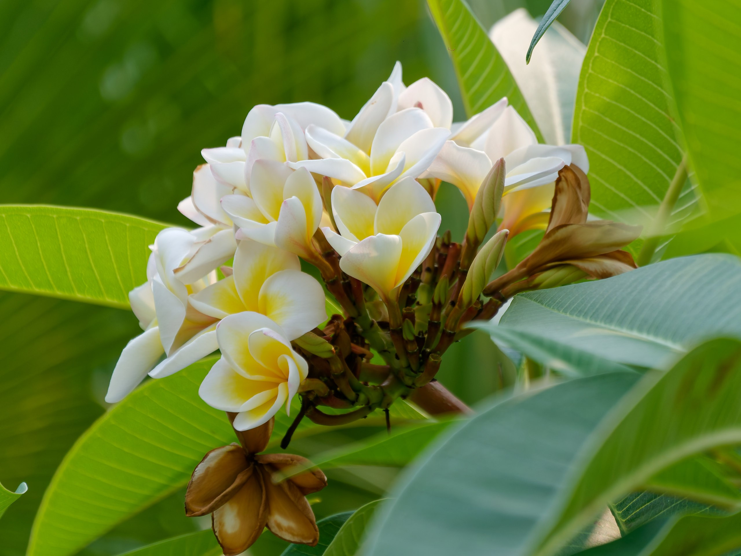 Хайнань 2026, флора, цветы и деревья. Фотопрогулки по Миру