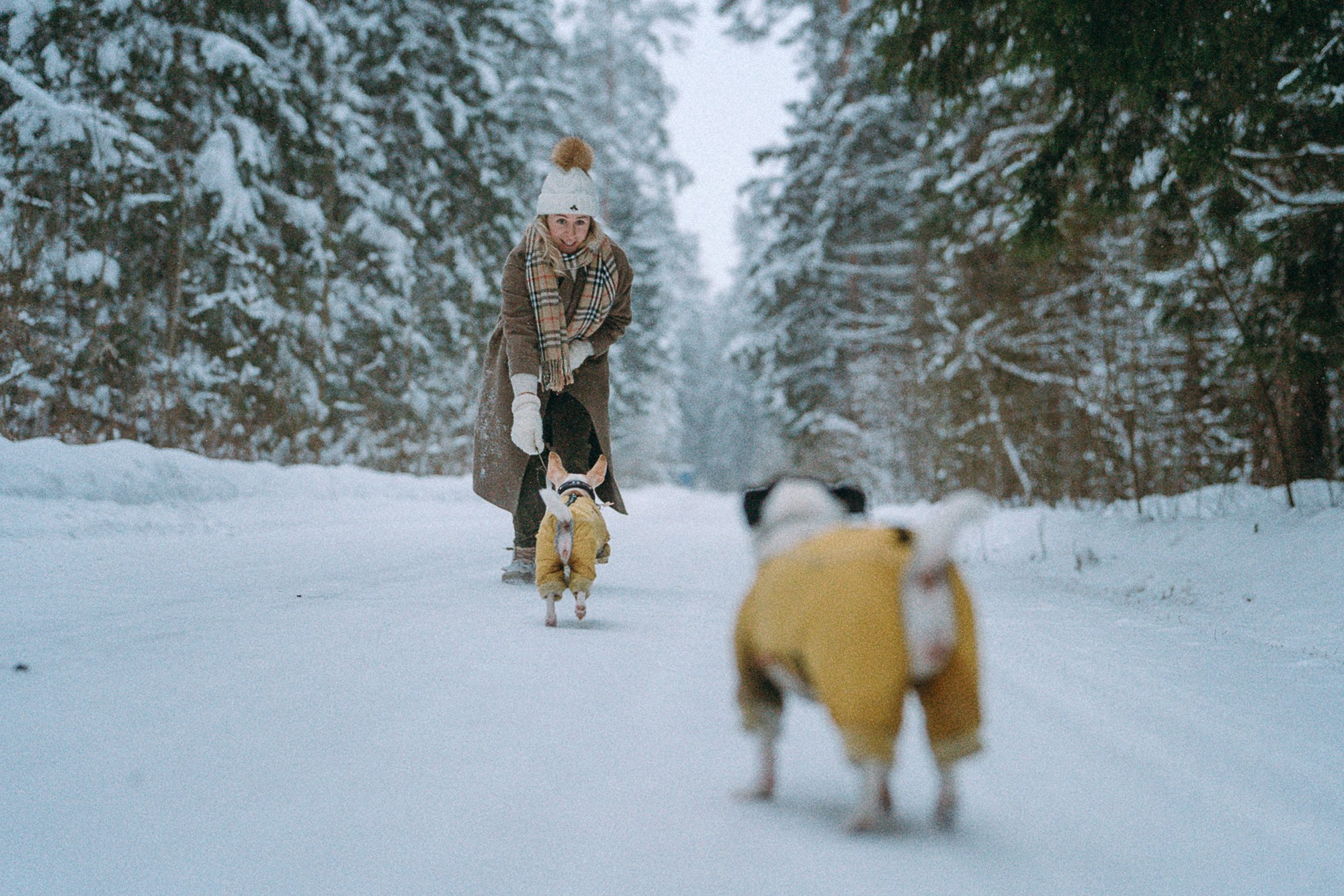 Алина, Ваниль и Элис. Фотограф анималист в Москве и Санкт-Петербурге Свиридова Анна