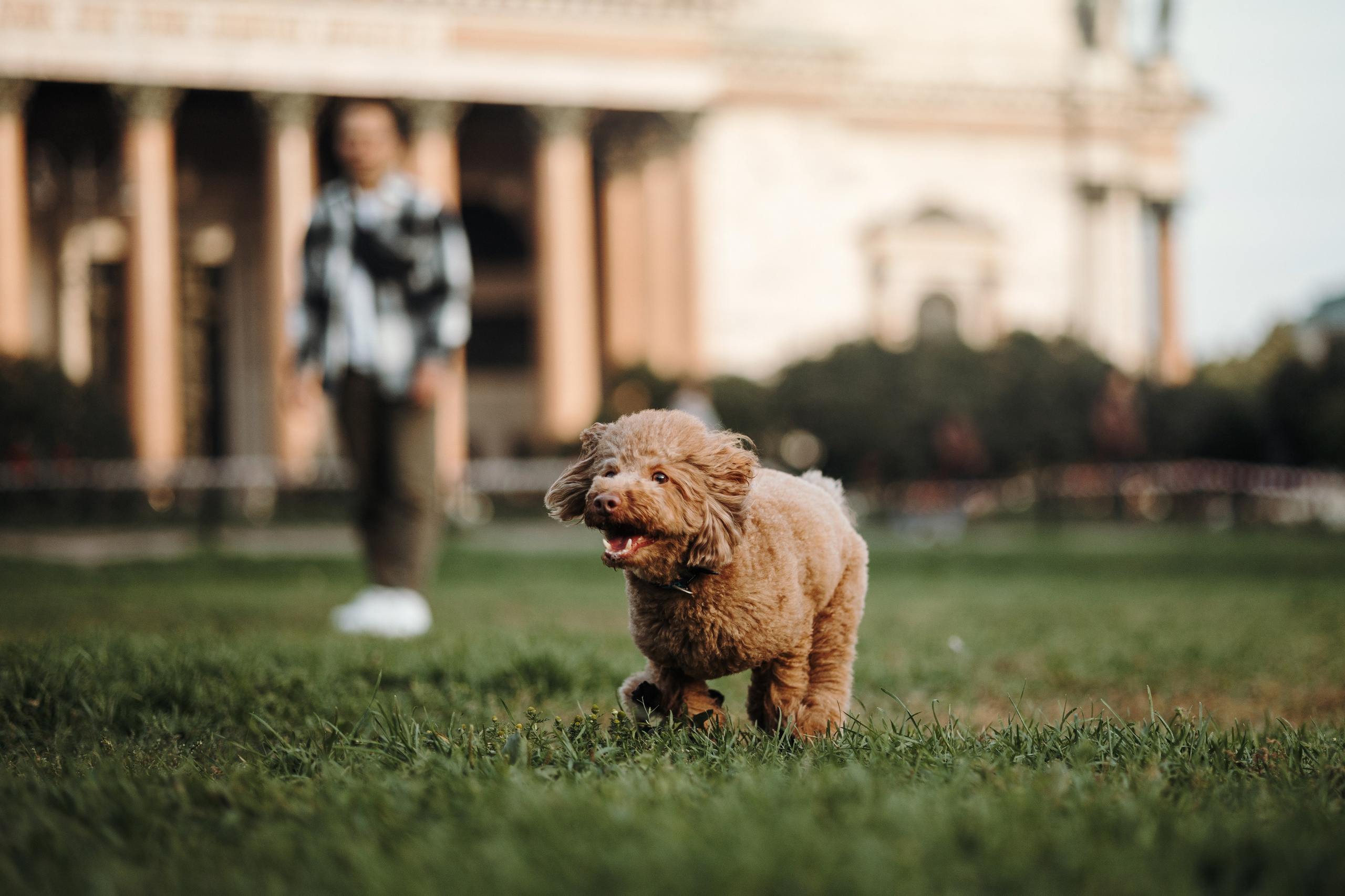 Барни и его семья. Фотограф — Анималист | Санкт-Петербург