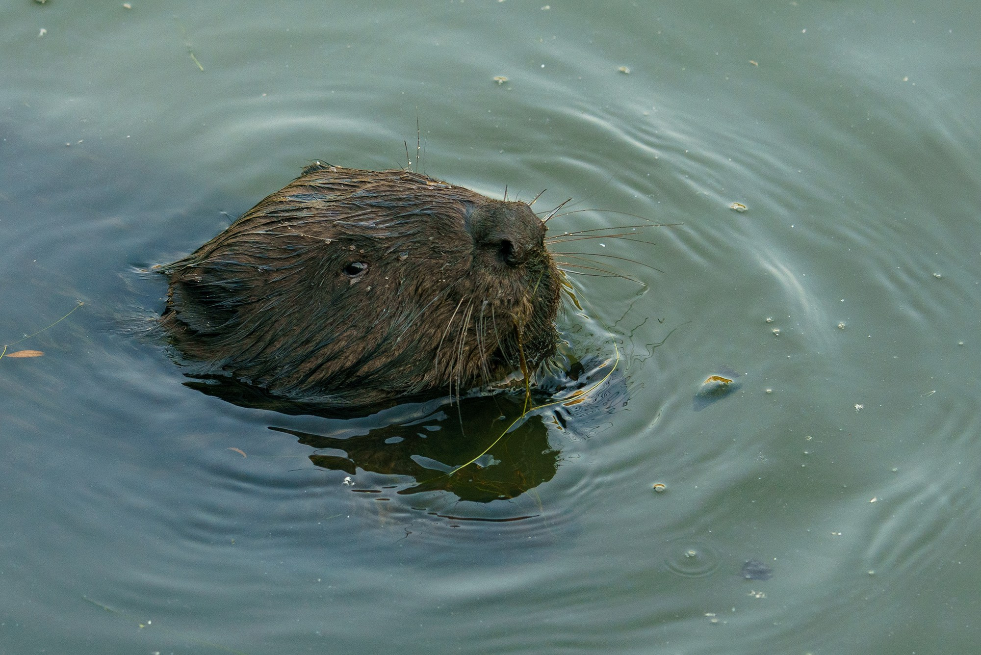 Животные. Ваш личный фотограф Марина Волкова