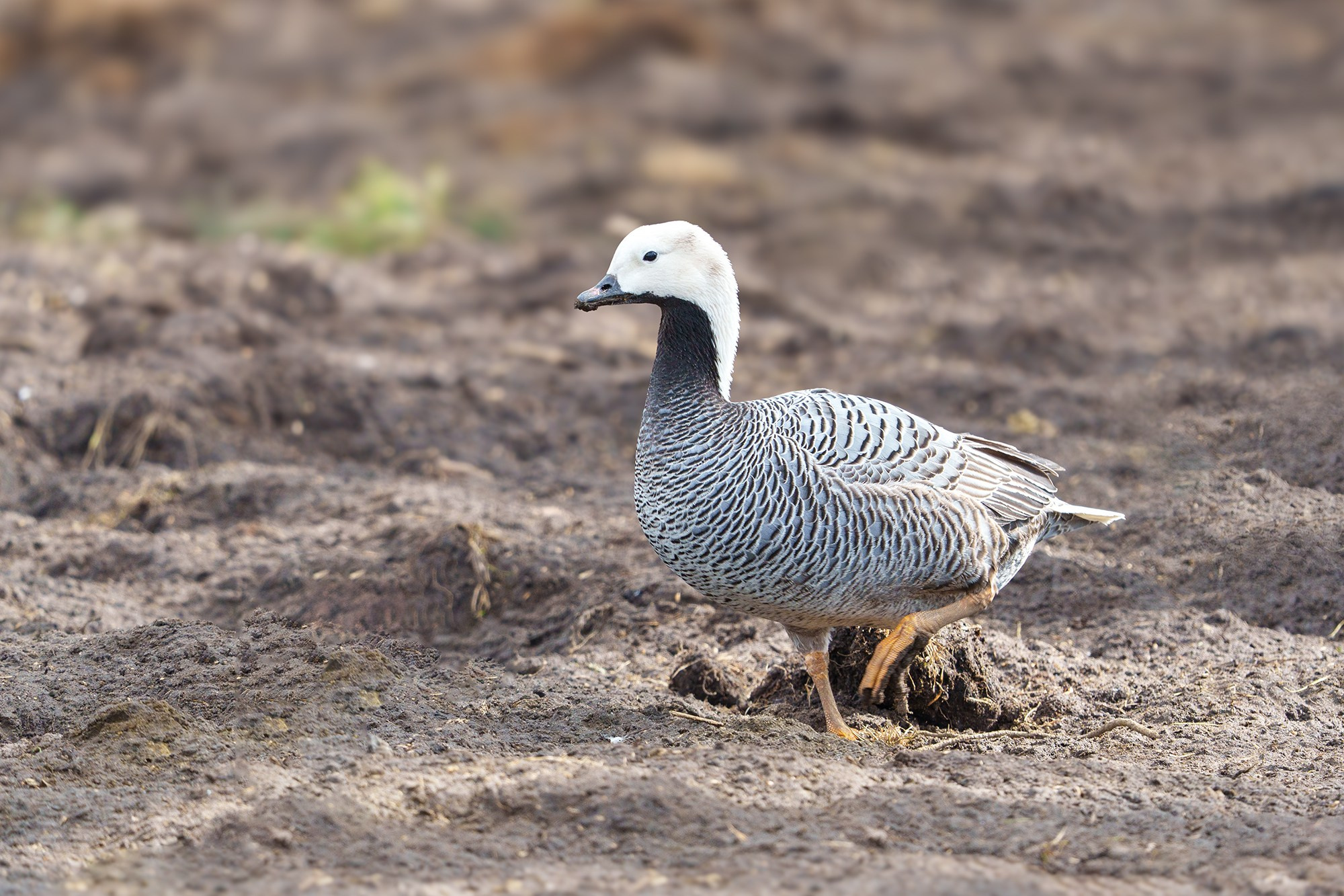 Удивительные мир птиц. Вокруг нас столько прекрасного — присмотритесь!. Ваш личный фотограф Марина Волкова