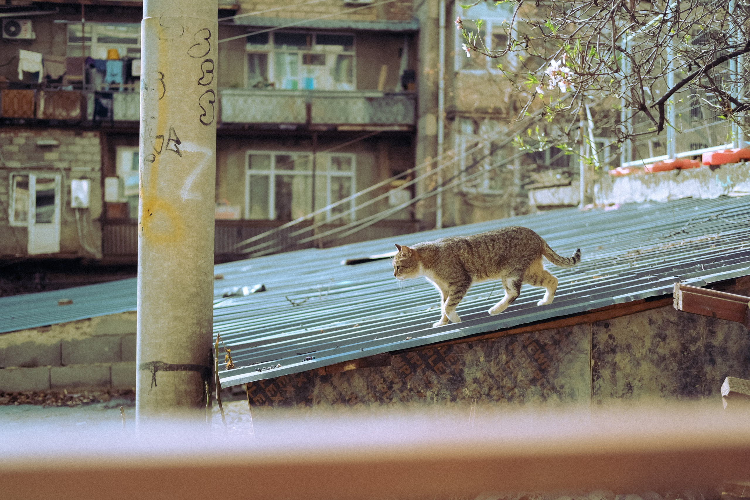 Городская и домашняя съемка в Тбилиси/ Алина и Гриша/ Или фотоблог из спального района. Photographer Tbilisi