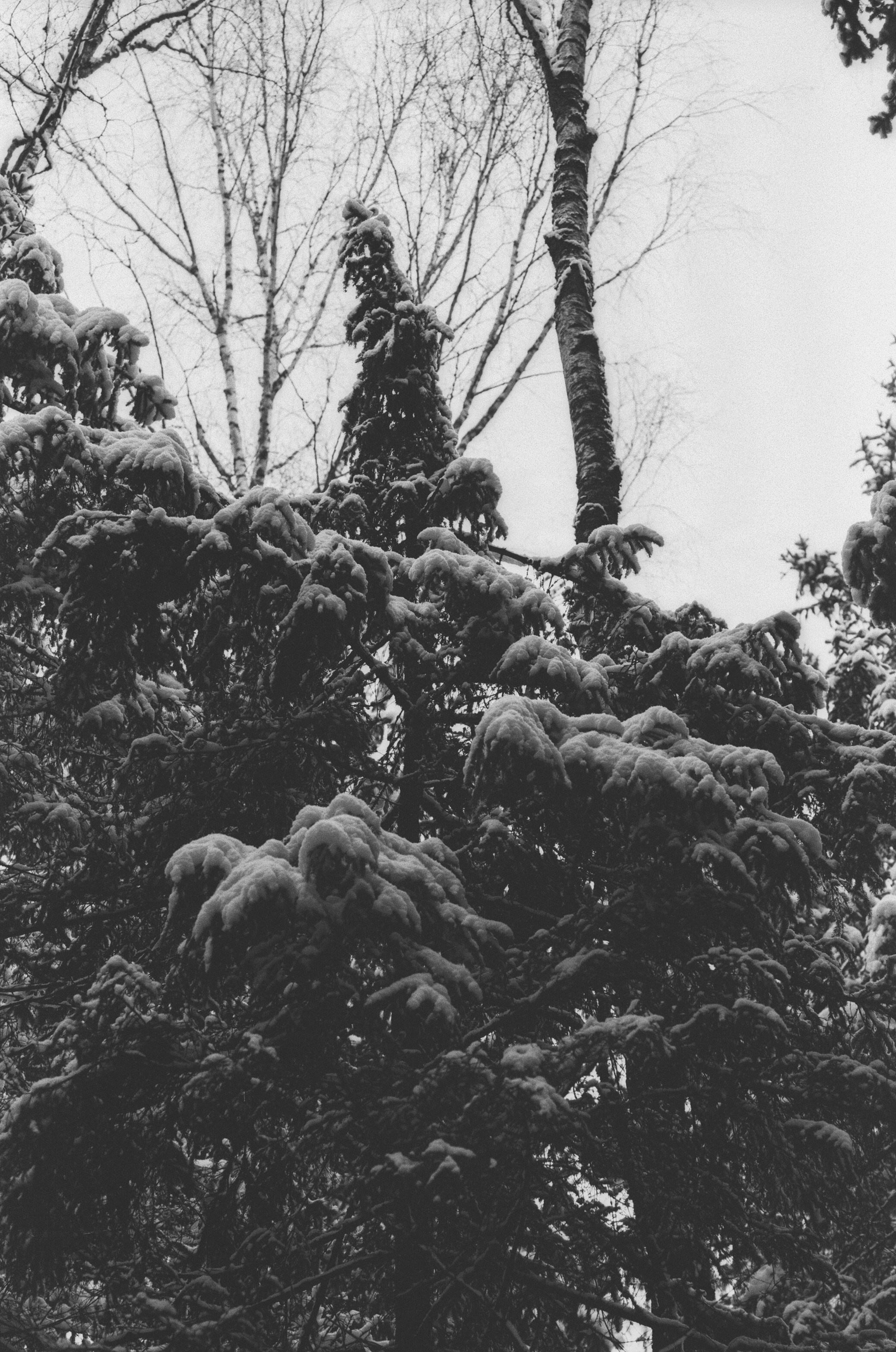 Contax N1 / Carl Zeiss Makro Sonnar 100 mm f/2.8 / Давыдовское