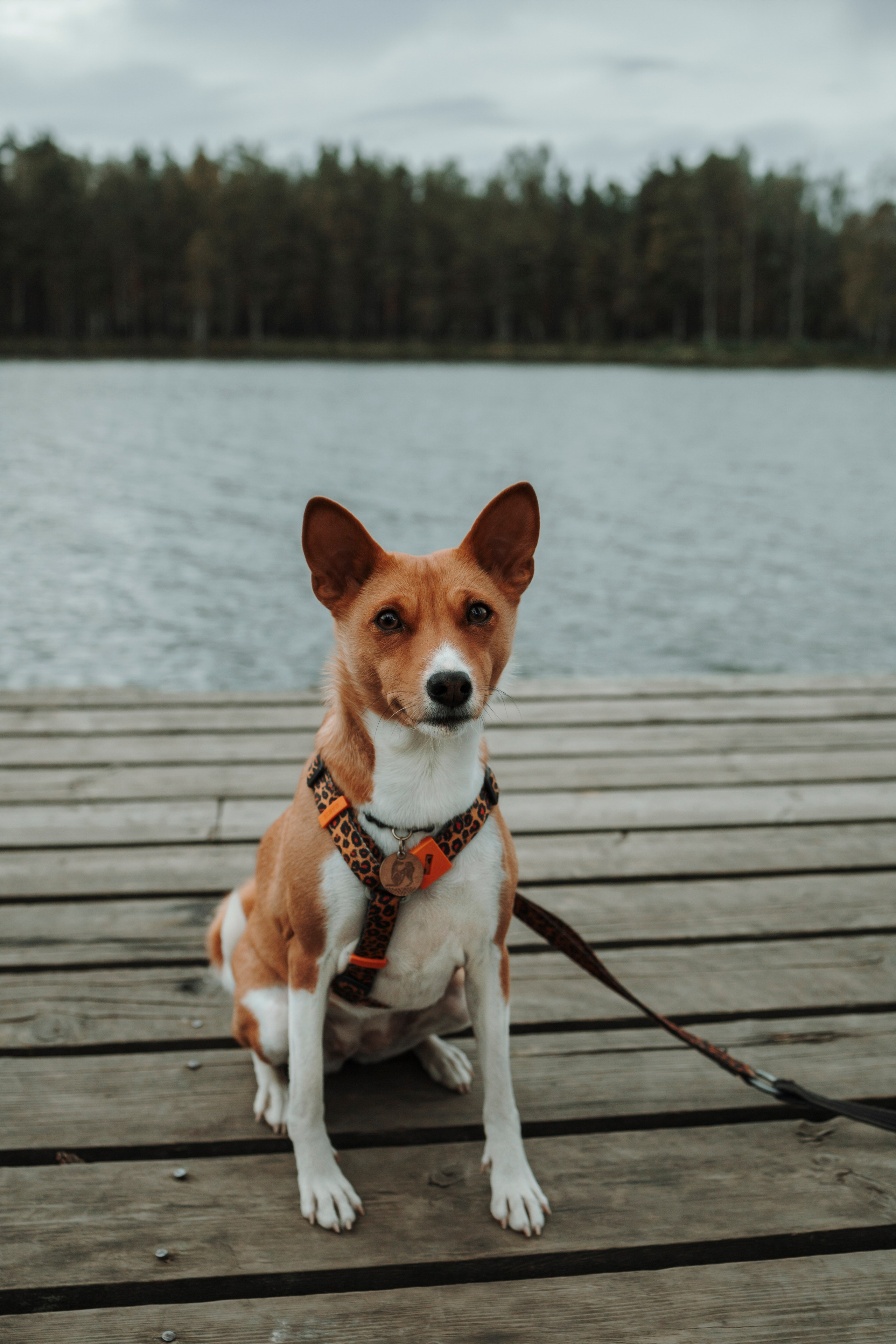 Даша и Лора. Фотограф-анималист в Санкт-Петеребурге Титова Алиса