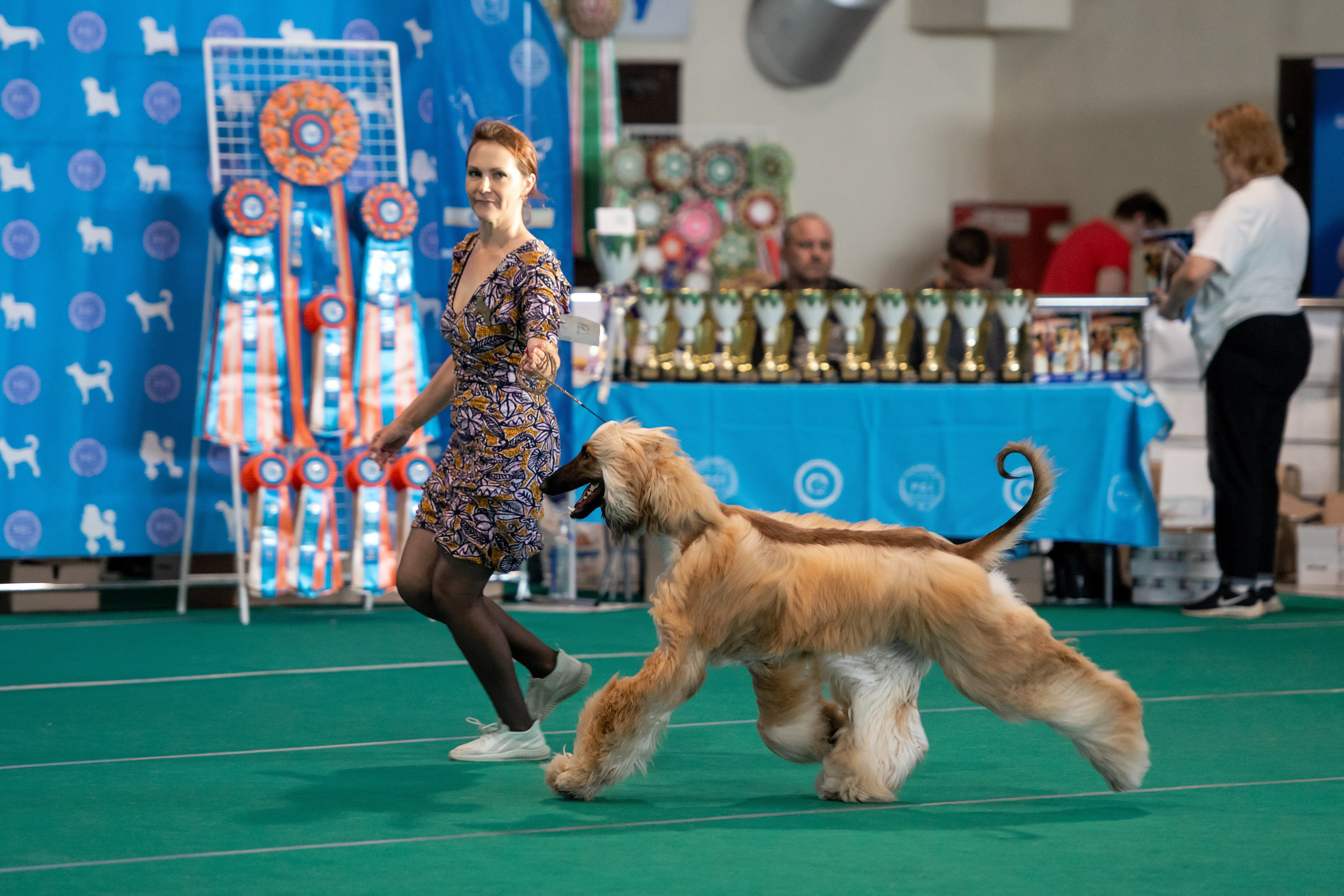 06-07.09.25 Международная выставка собак, Минск, CACIB, FCI. Галерея фотографий афганской борзой