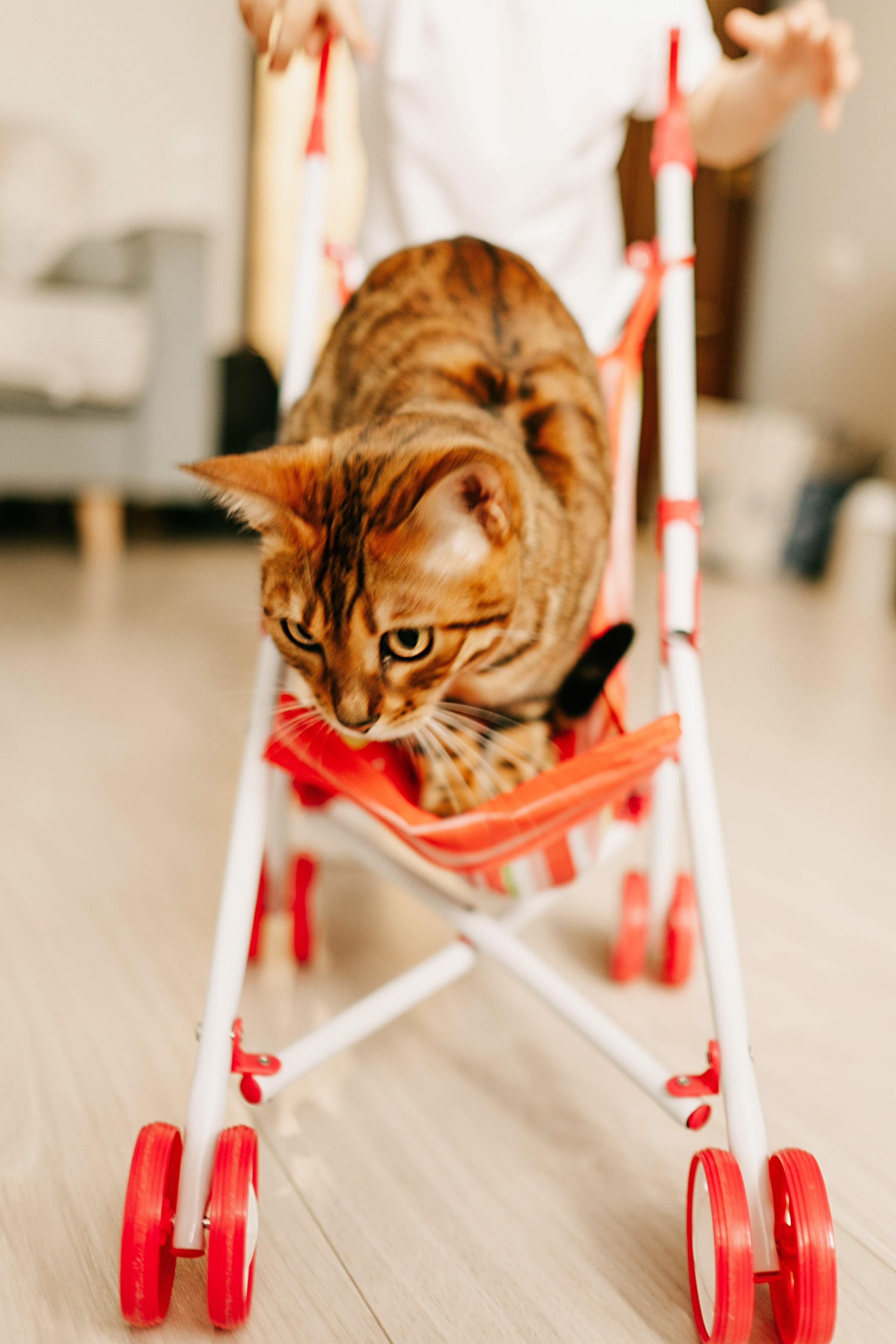 Большая, дружная семья). Портретный и свадебный фотограф в Йошкар-Оле Егошина Екатерина