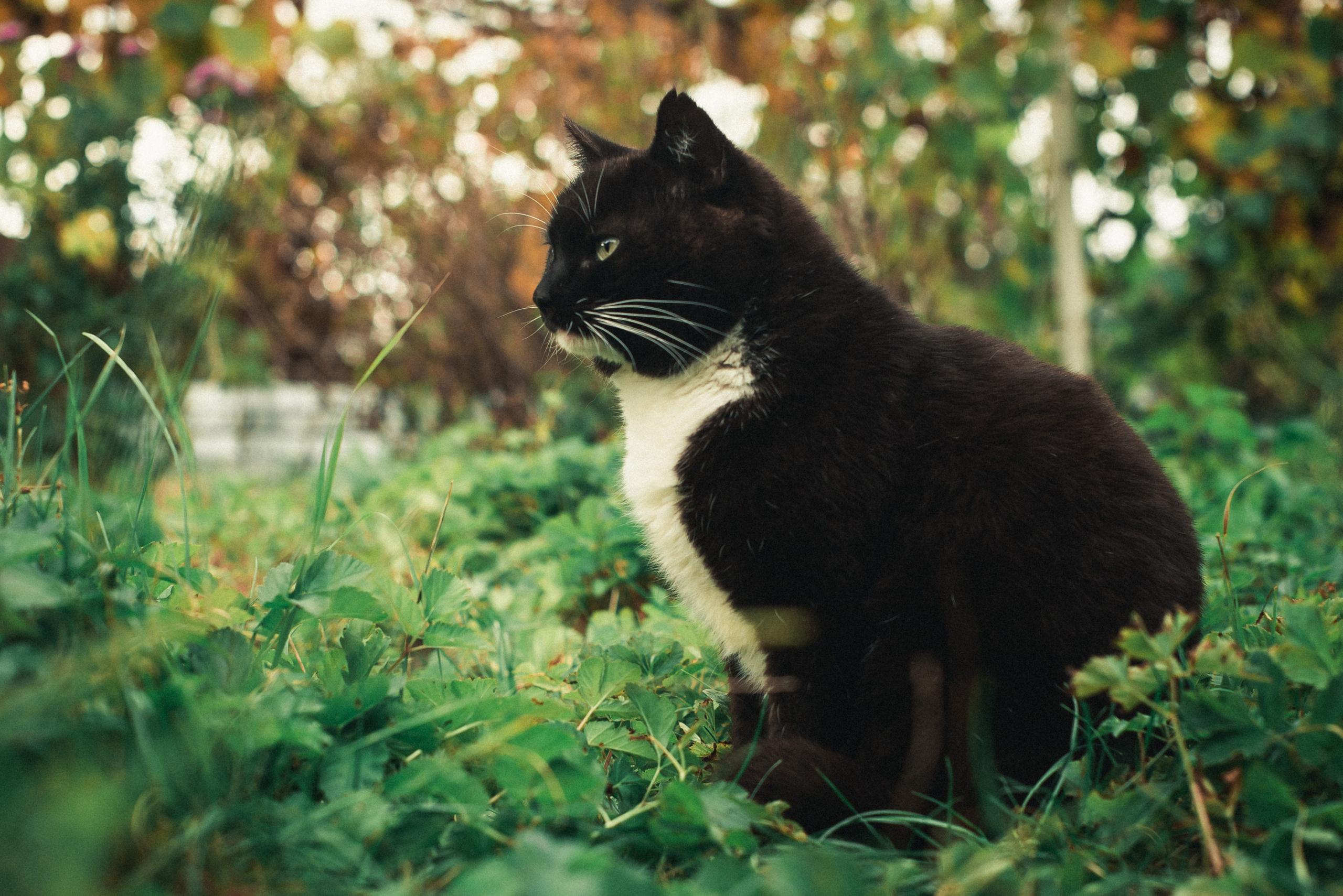 Папа и кот. Женский фотограф Крещение Венчание Москва Брянск