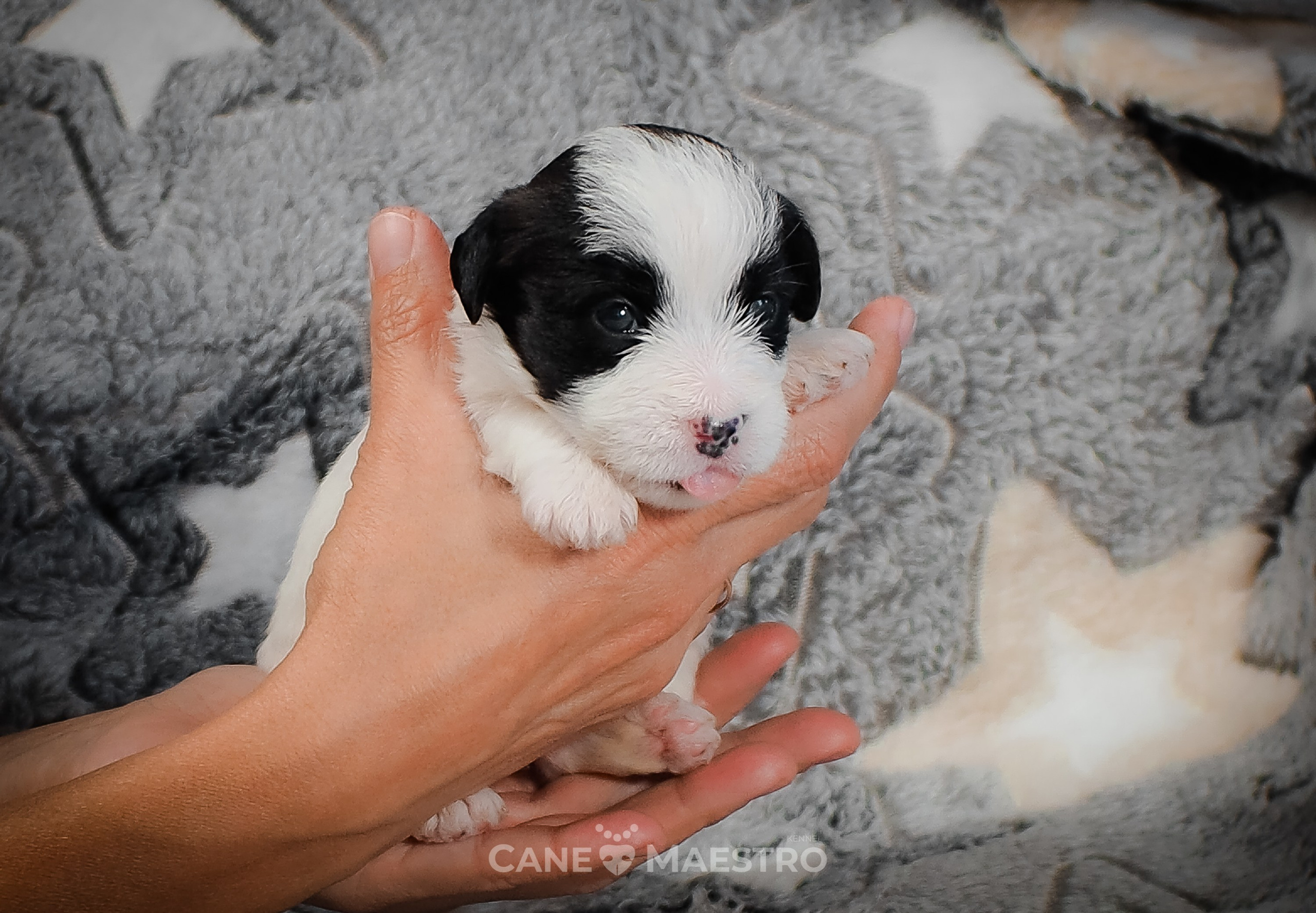 КОБZ_4_ЧБ_27_08_25. CANE MAESTRO — kennel Jack Russell Terrier