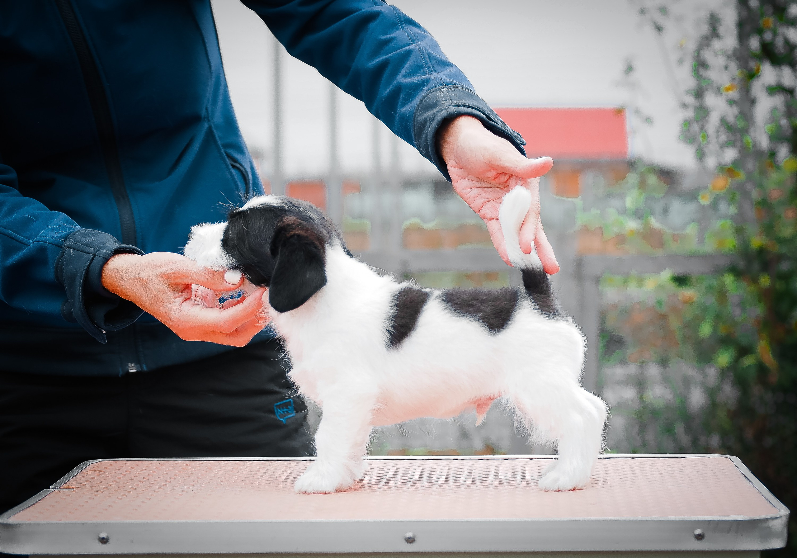 X_КОБЛ_4_БЕЛ_ЧЕРН. CANE MAESTRO — kennel Jack Russell Terrier