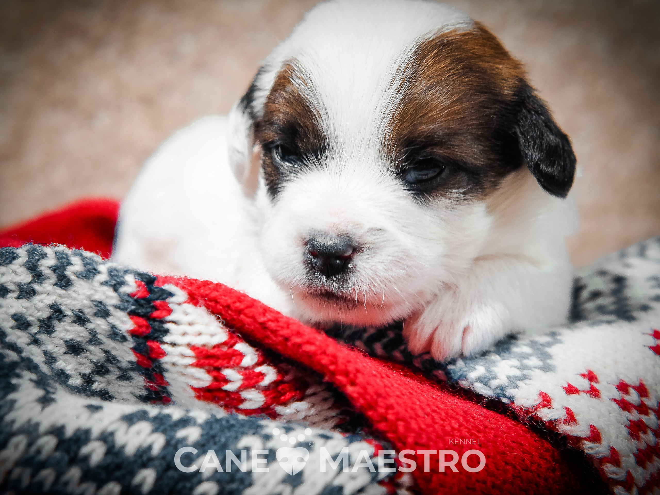 1КОБЛ_МОНОКЛЬ_Ц_ЛИТТЕР. CANE MAESTRO — kennel Jack Russell Terrier
