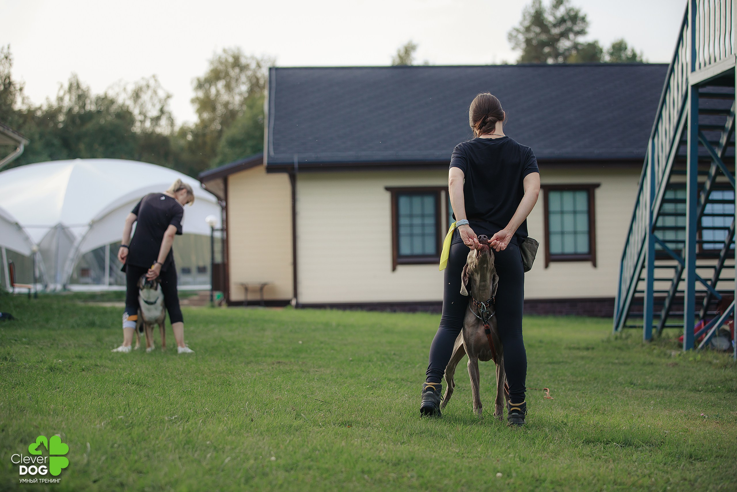 Кинологический лагерь CleverDog, 2024. Фотограф-анималист Mary Mart — Москва, Питер