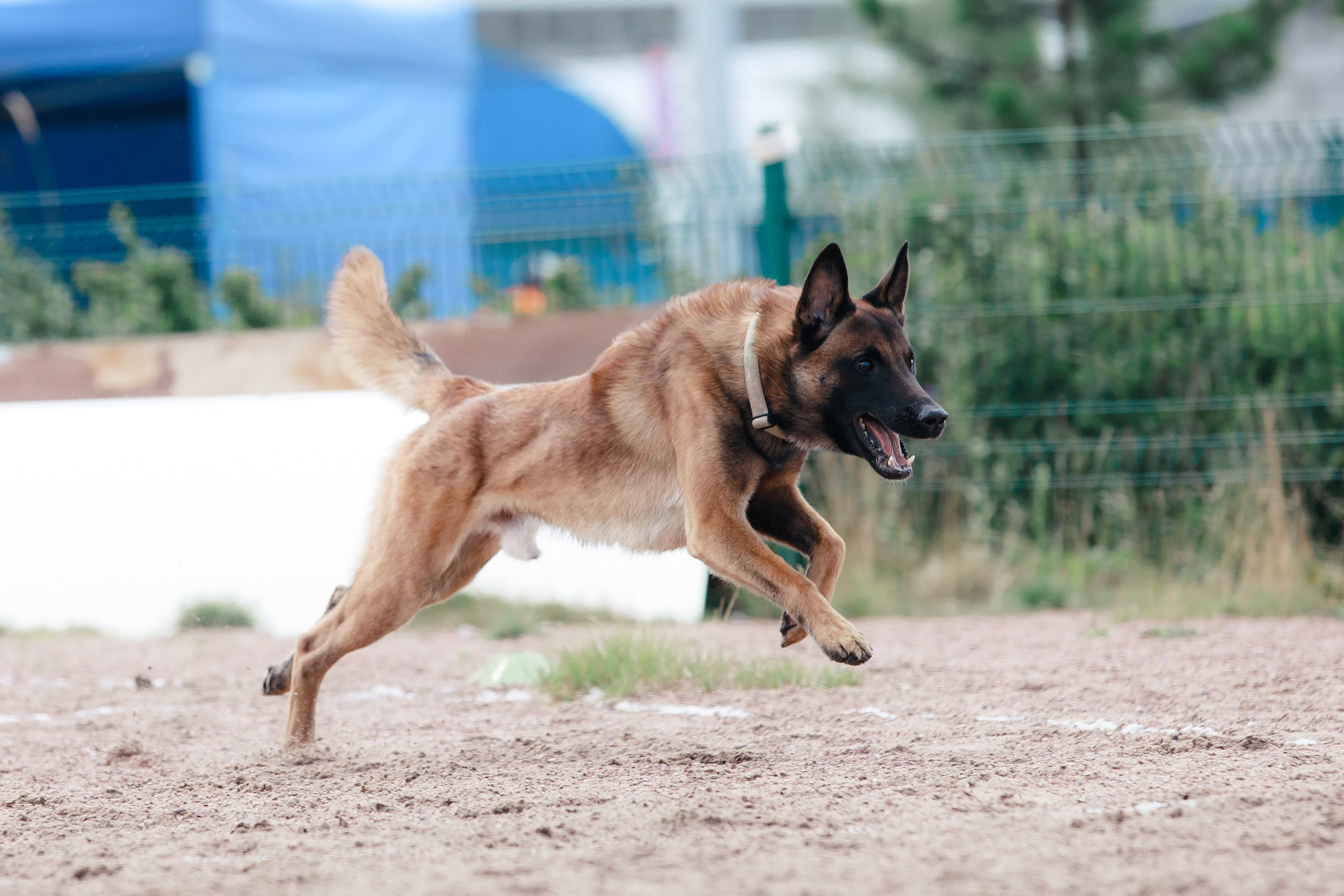 Питч&Гоу + веселые старты. Фотограф-анималист Mary Mart — Москва, Питер