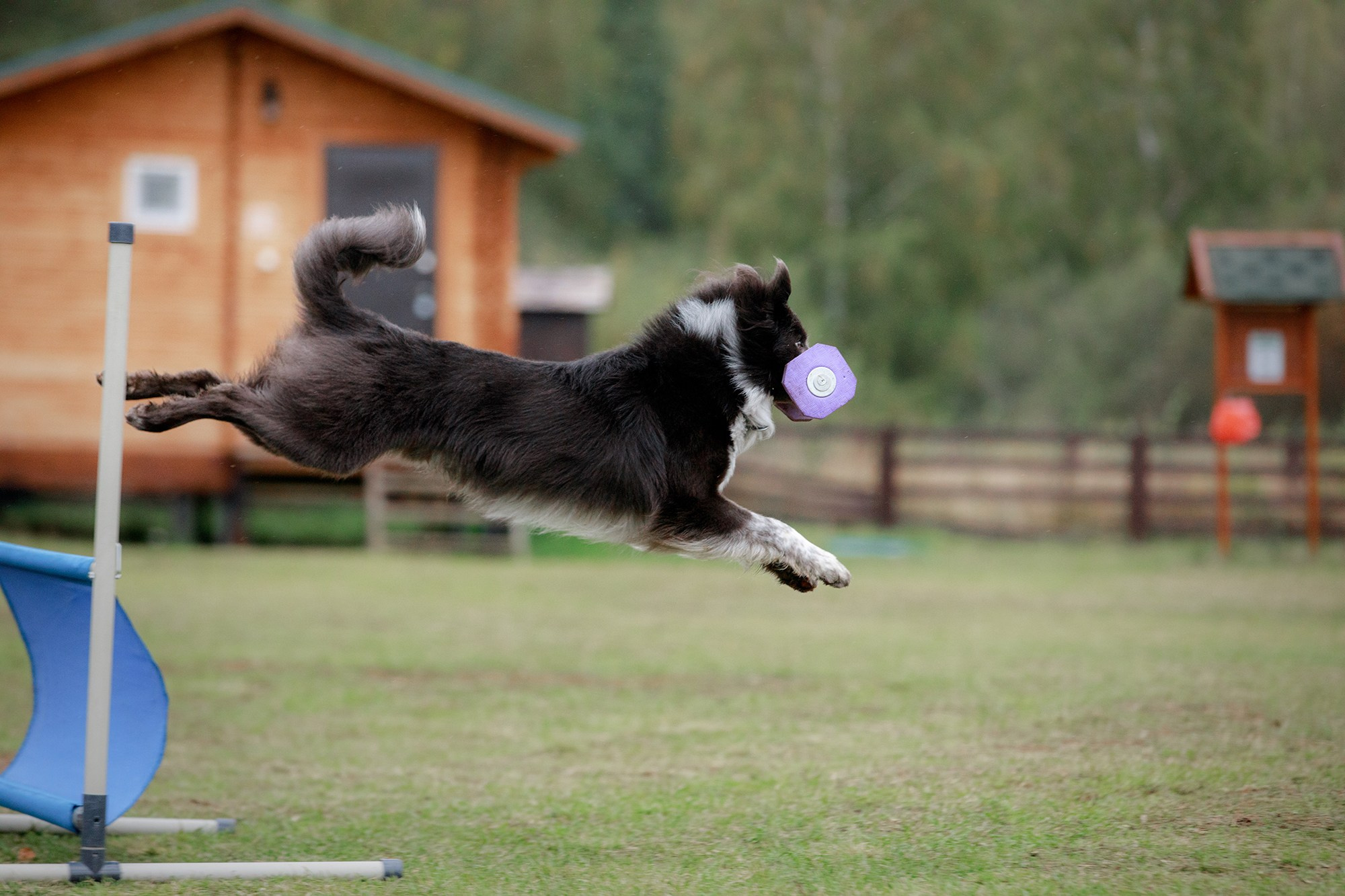 Лагерь по ОБД с Инной Баженовой. Фотограф-анималист Mary Mart — Москва, Питер