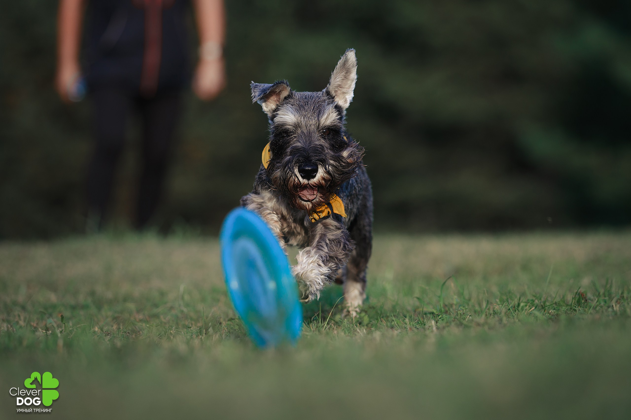 Кинологический лагерь CleverDog, 2024. Фотограф-анималист Mary Mart — Москва, Питер