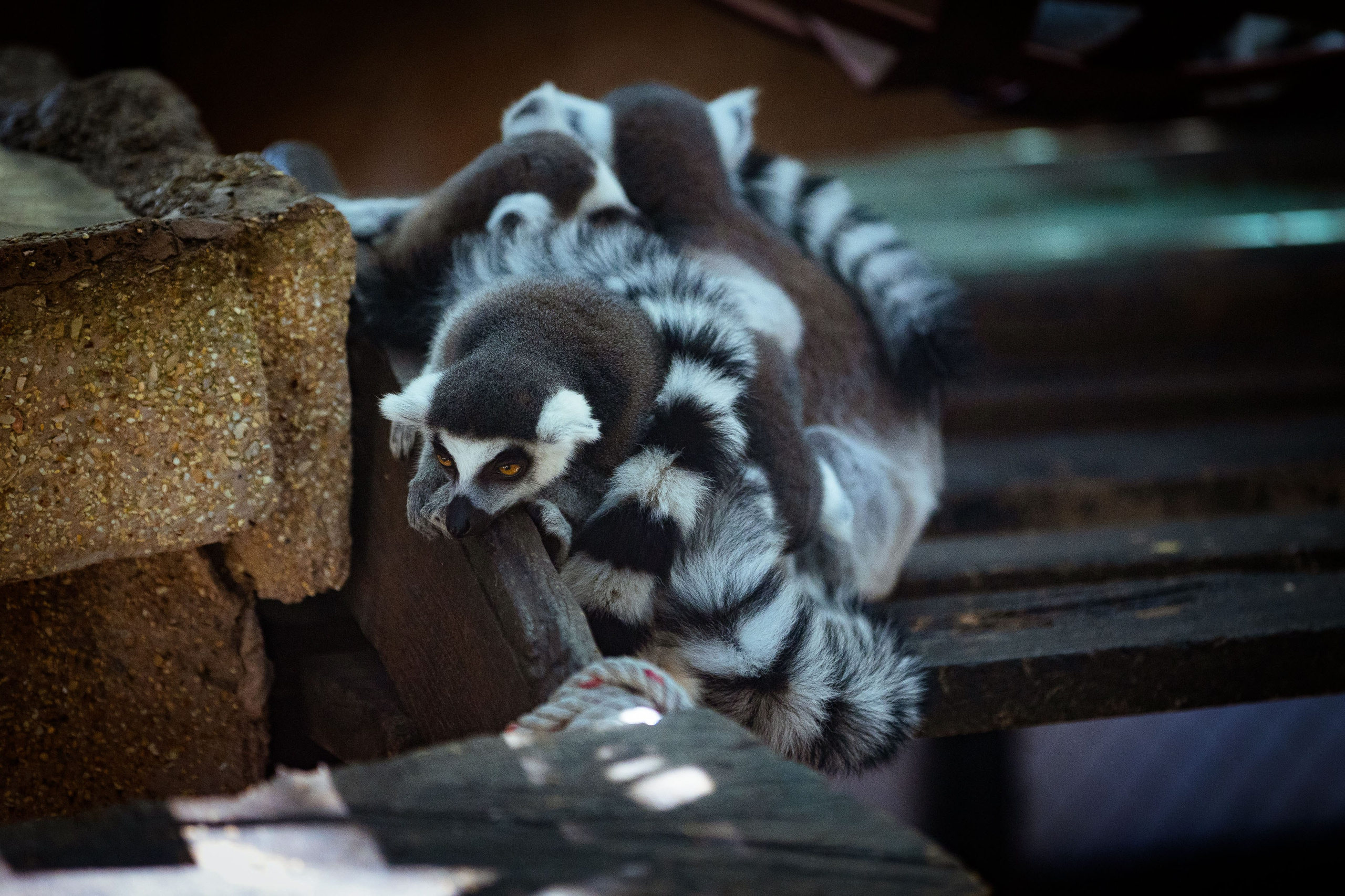 Таиланд (зима 2025). Фотограф Виноградов Константин
