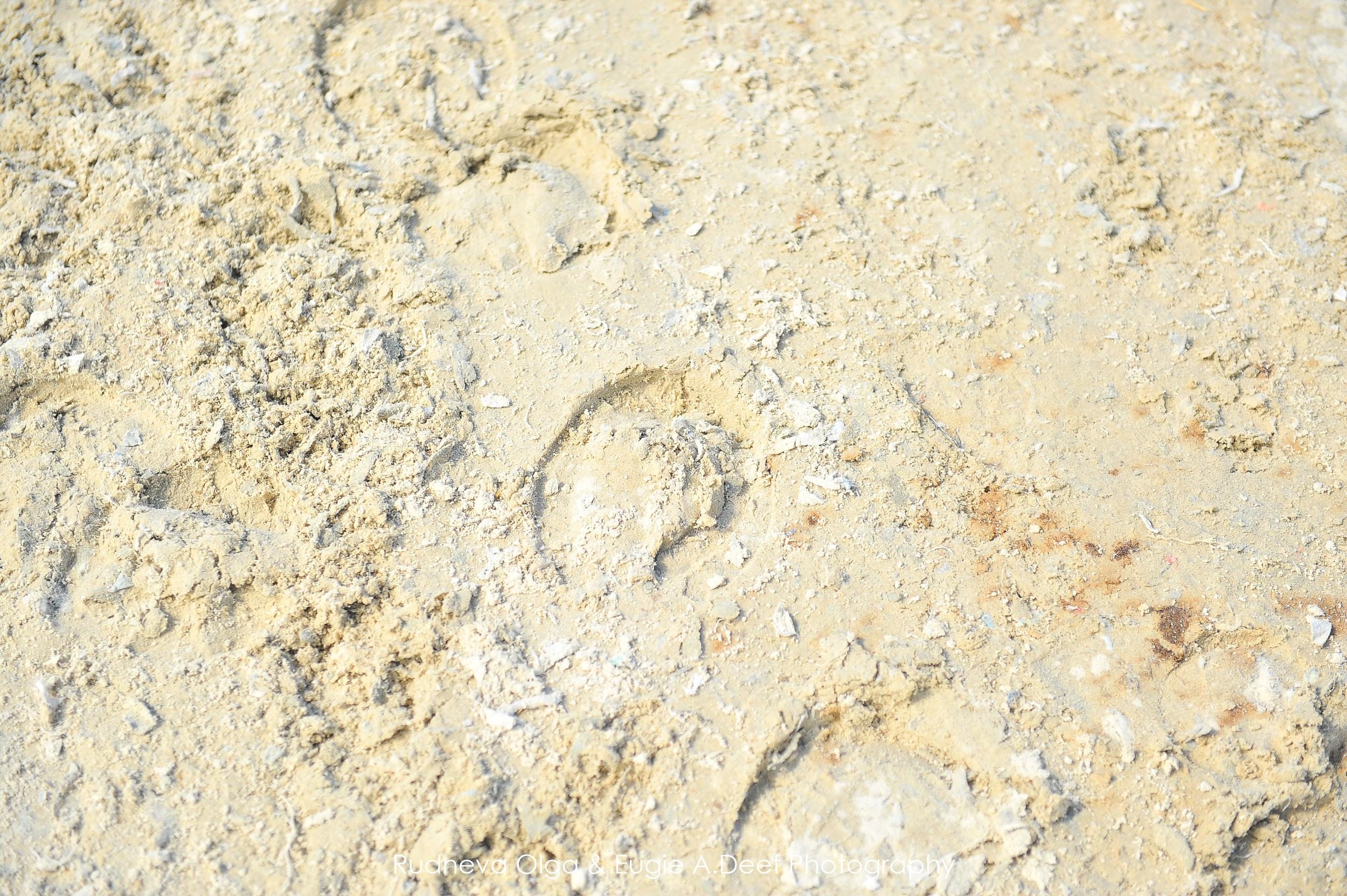 Турнир «Здравствуй, Лето!» Москва КониШкола «Олимпия» — май 2024. ТУРНИРНАЯ КОННАЯ ФОТОГРАФИЯ, Руднева Ольга и Евгений Адеев