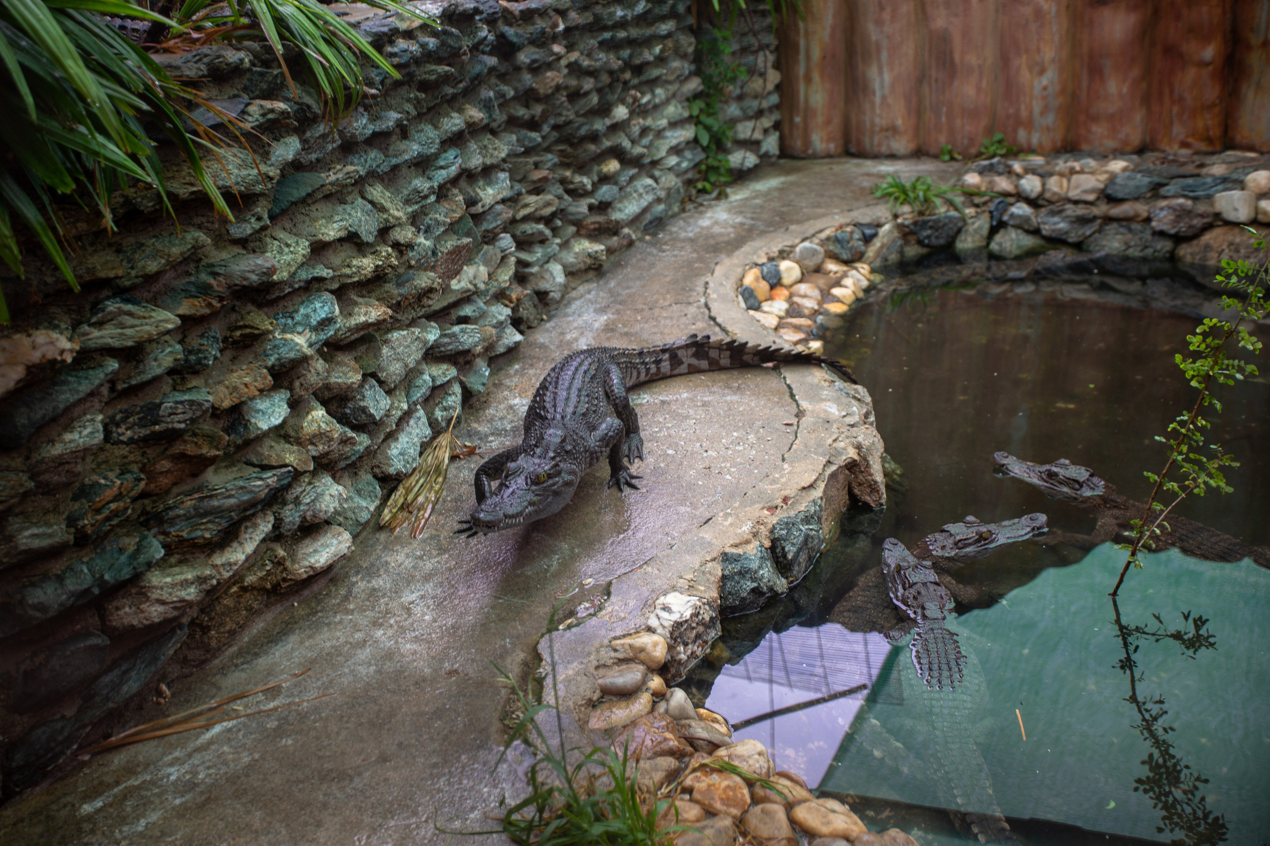 Samut Prakan Crocodile Farm & Zoo. Photographer Sonkina Tatiana (Tanya Ash)