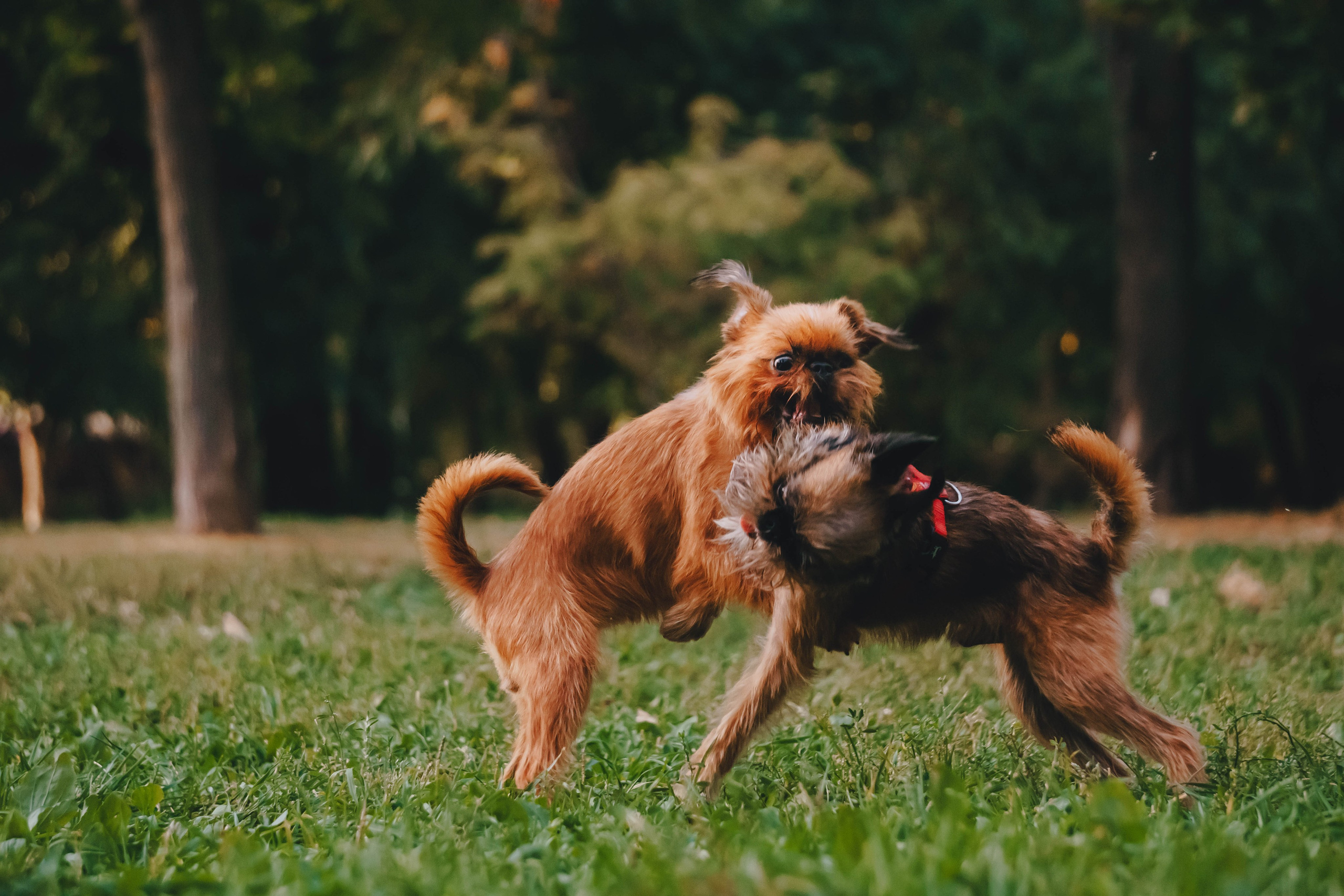 Мини-туса гриффоны и брабансоны. Фотограф-анималист Ксения Воробьева, Москва