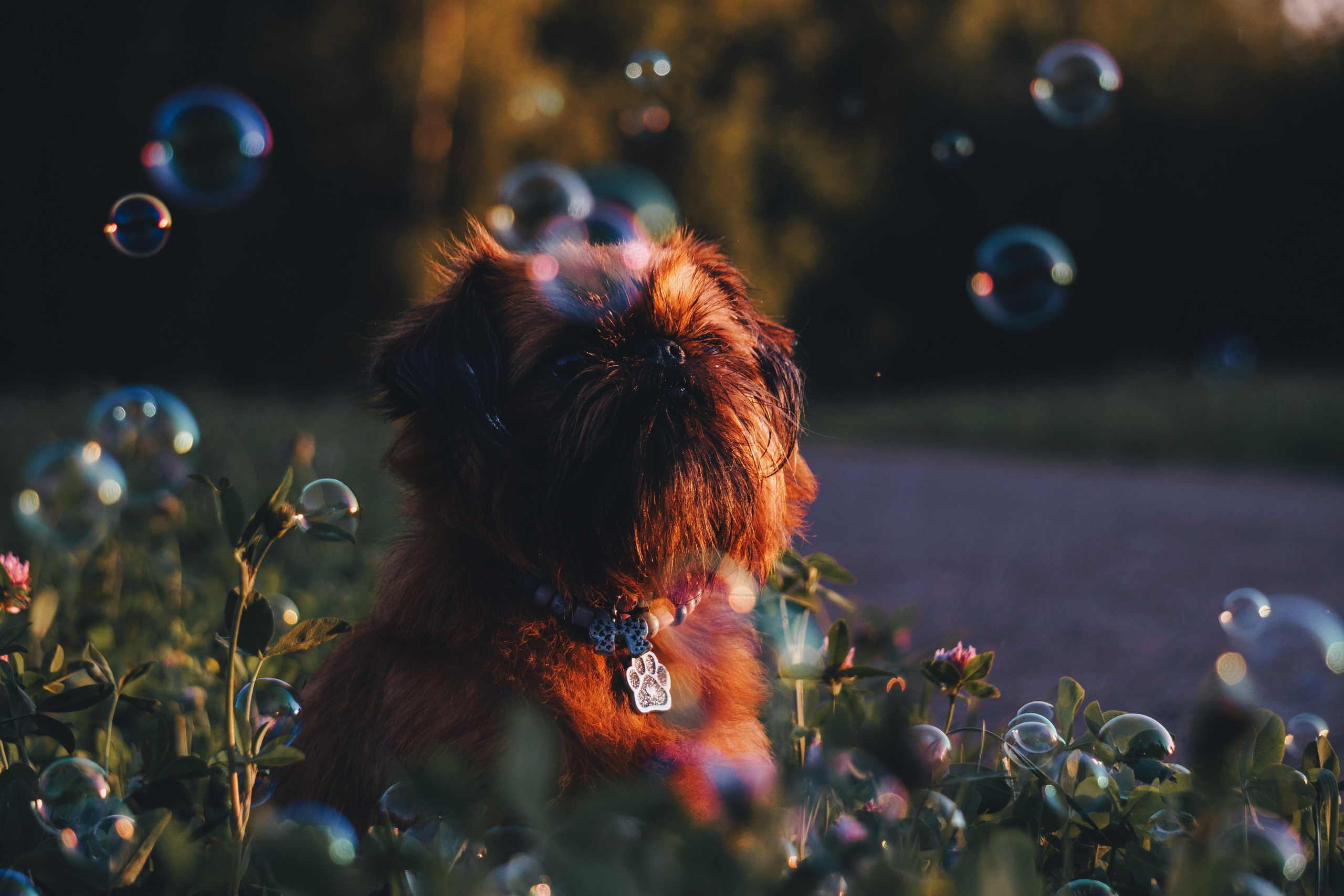 Катя и Яшма. Фотограф-анималист Ксения Воробьева, Москва