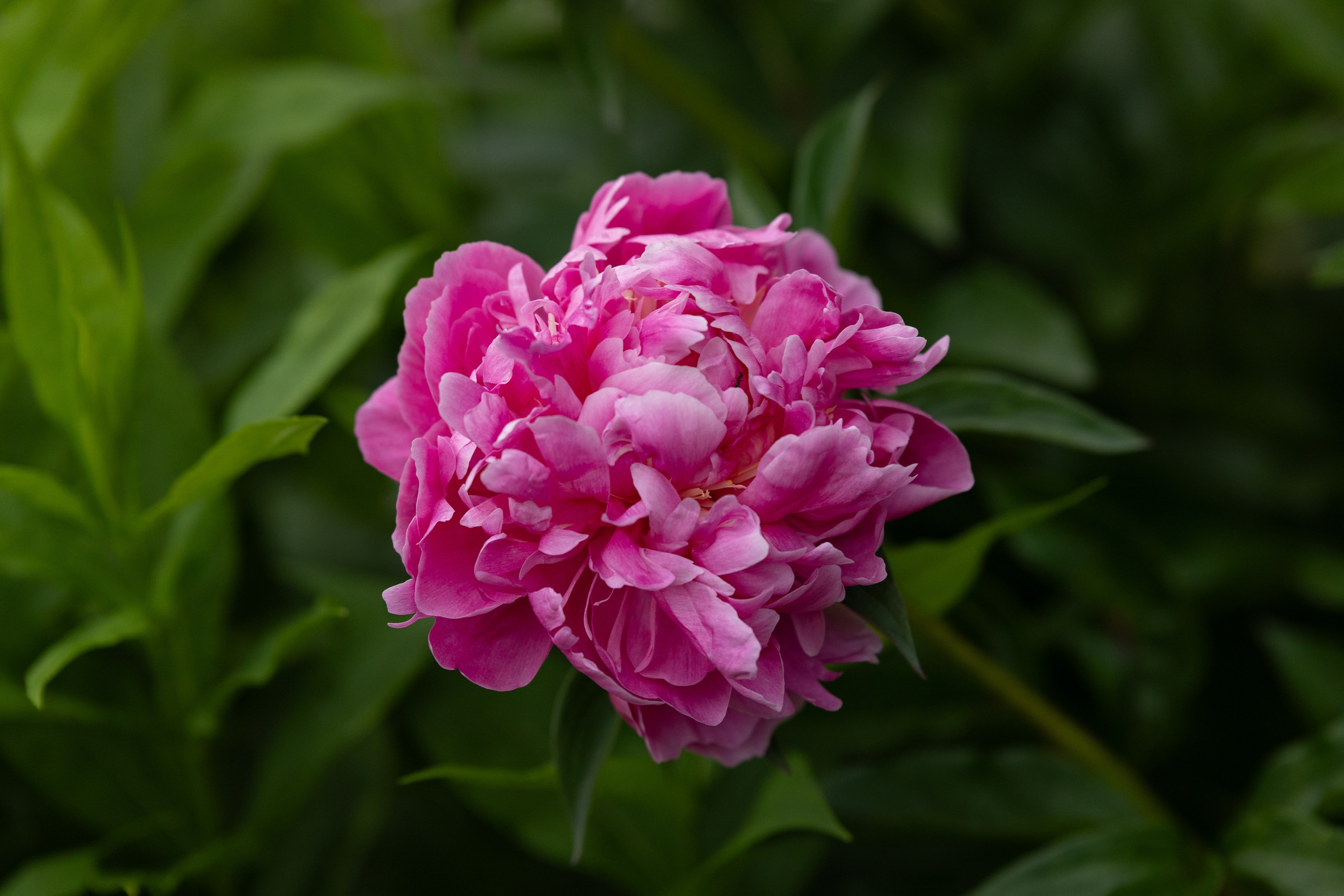 Фотографии растений Виктор Степанов. Фотограф Виктор Степанов