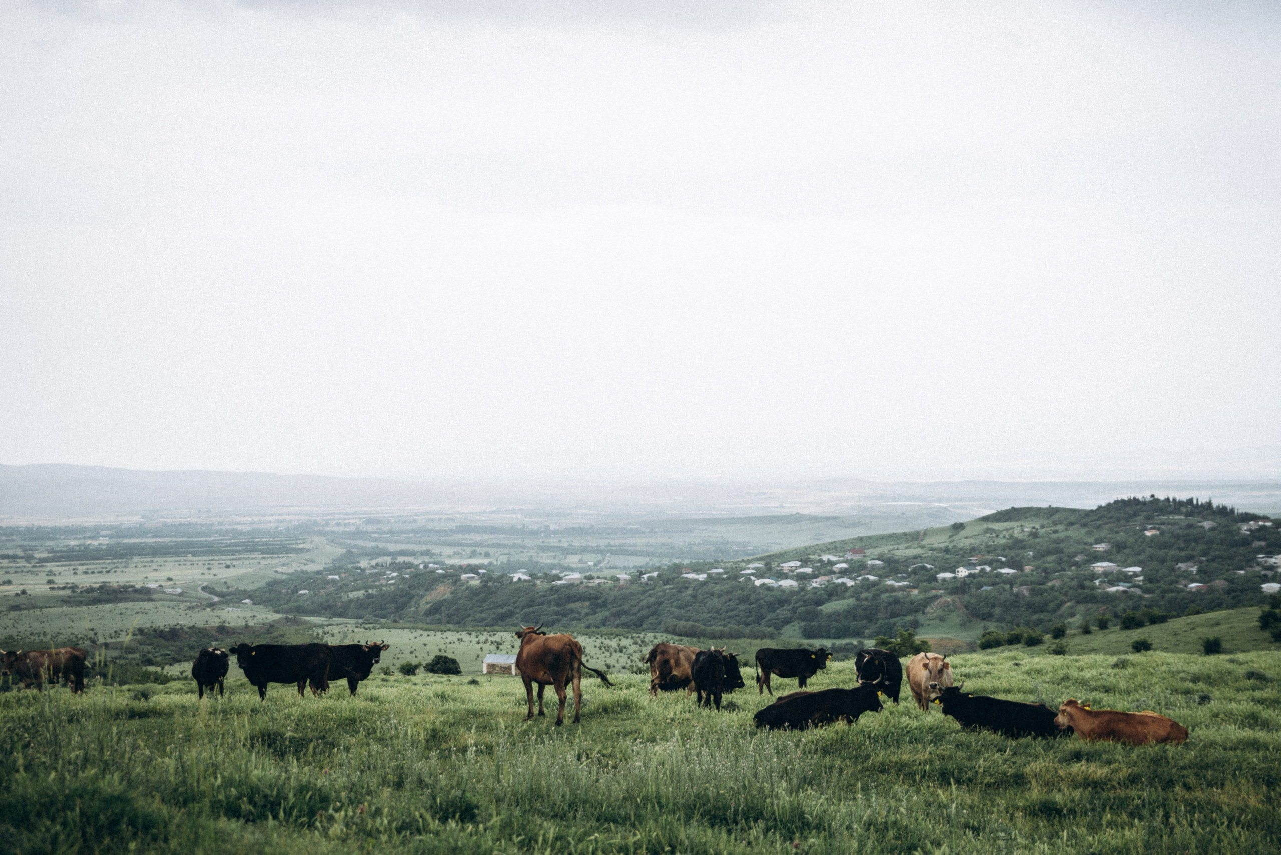 Коджори, Грузия 🇬🇪 «Honey Trip». Anita_photo
