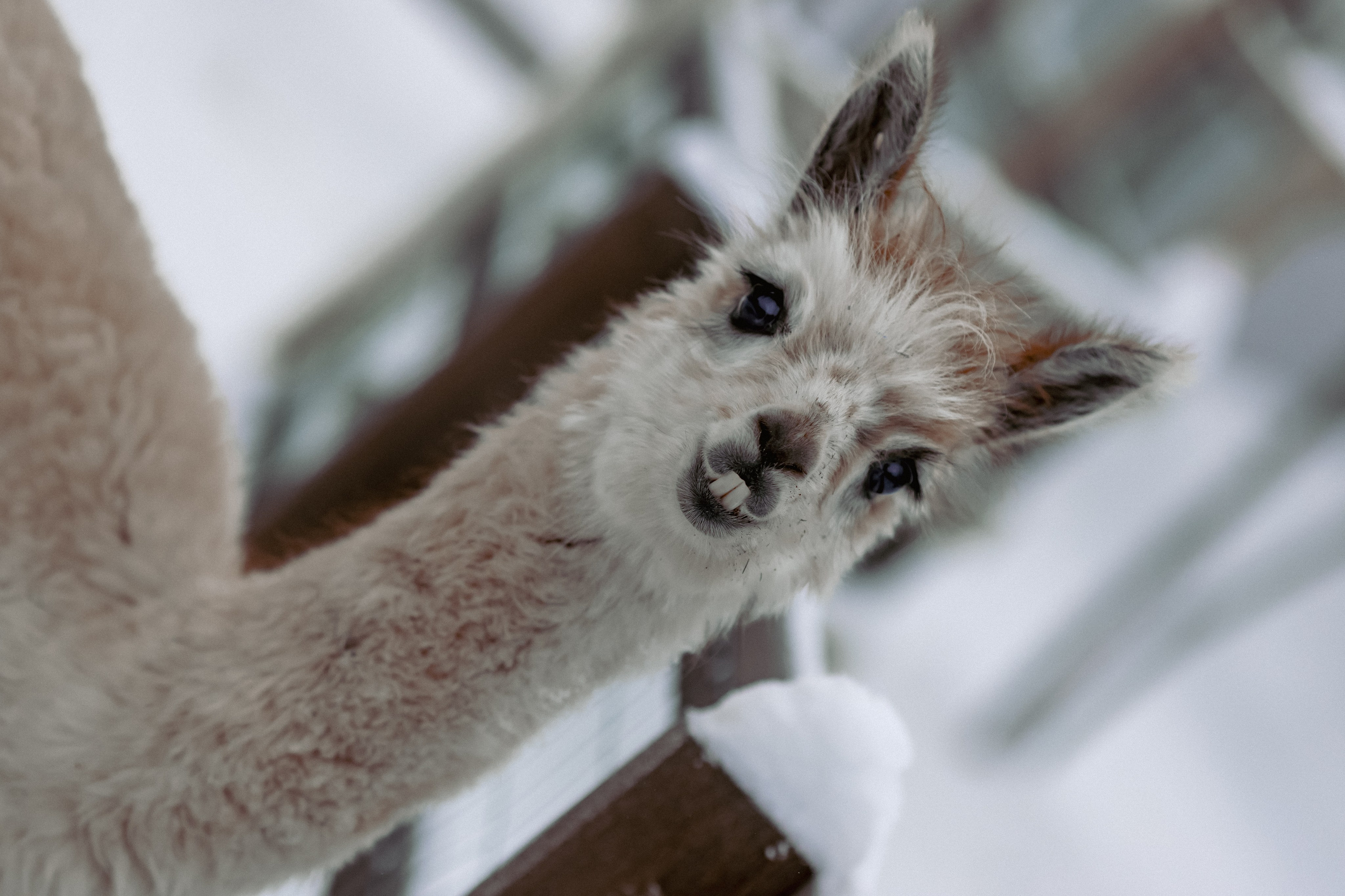 Алина. Детский и семейный фотограф Евгения Вахнеева Москва Зеленоград