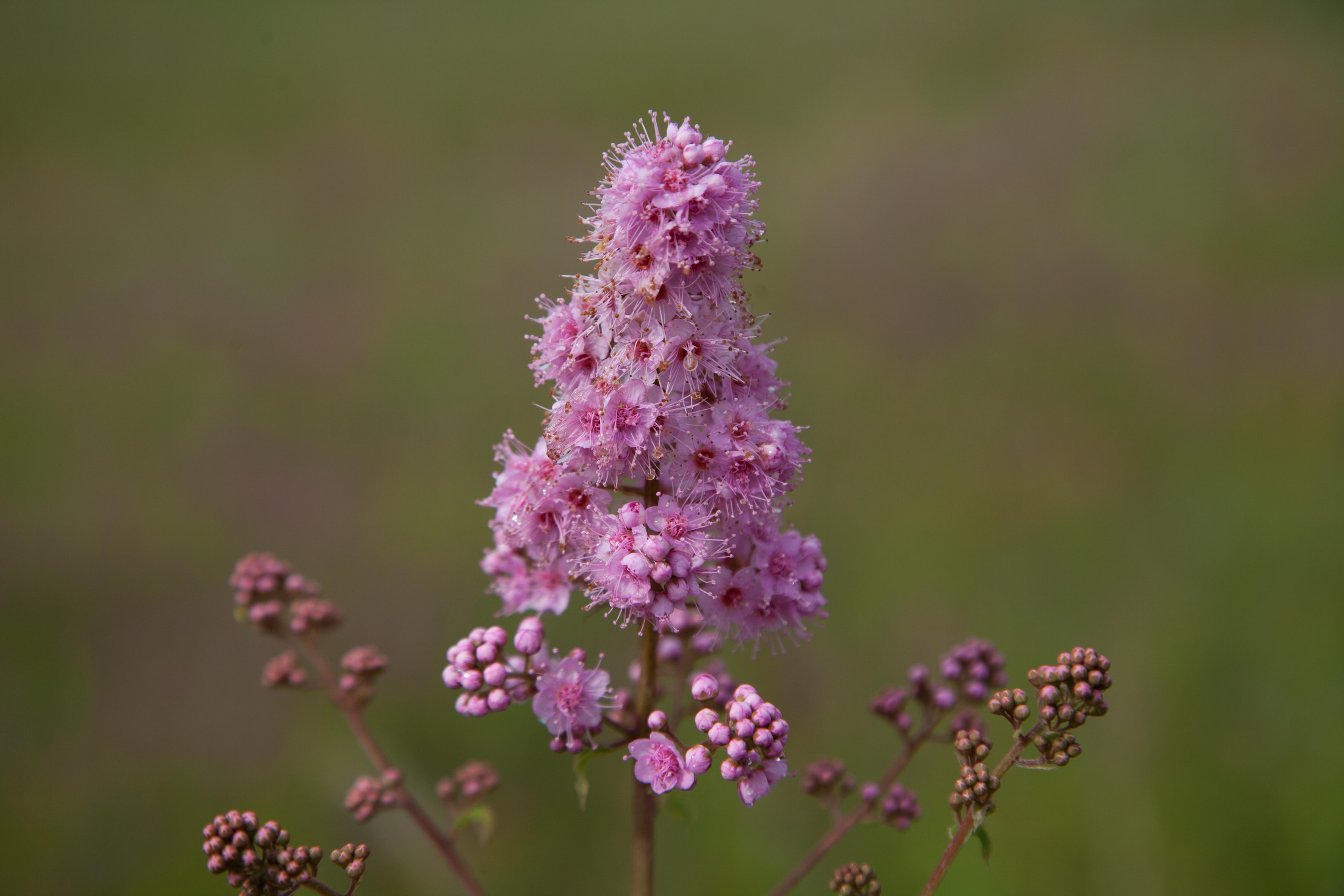 Фото Природы Забайкалья. Студия Максима Белослюдцева