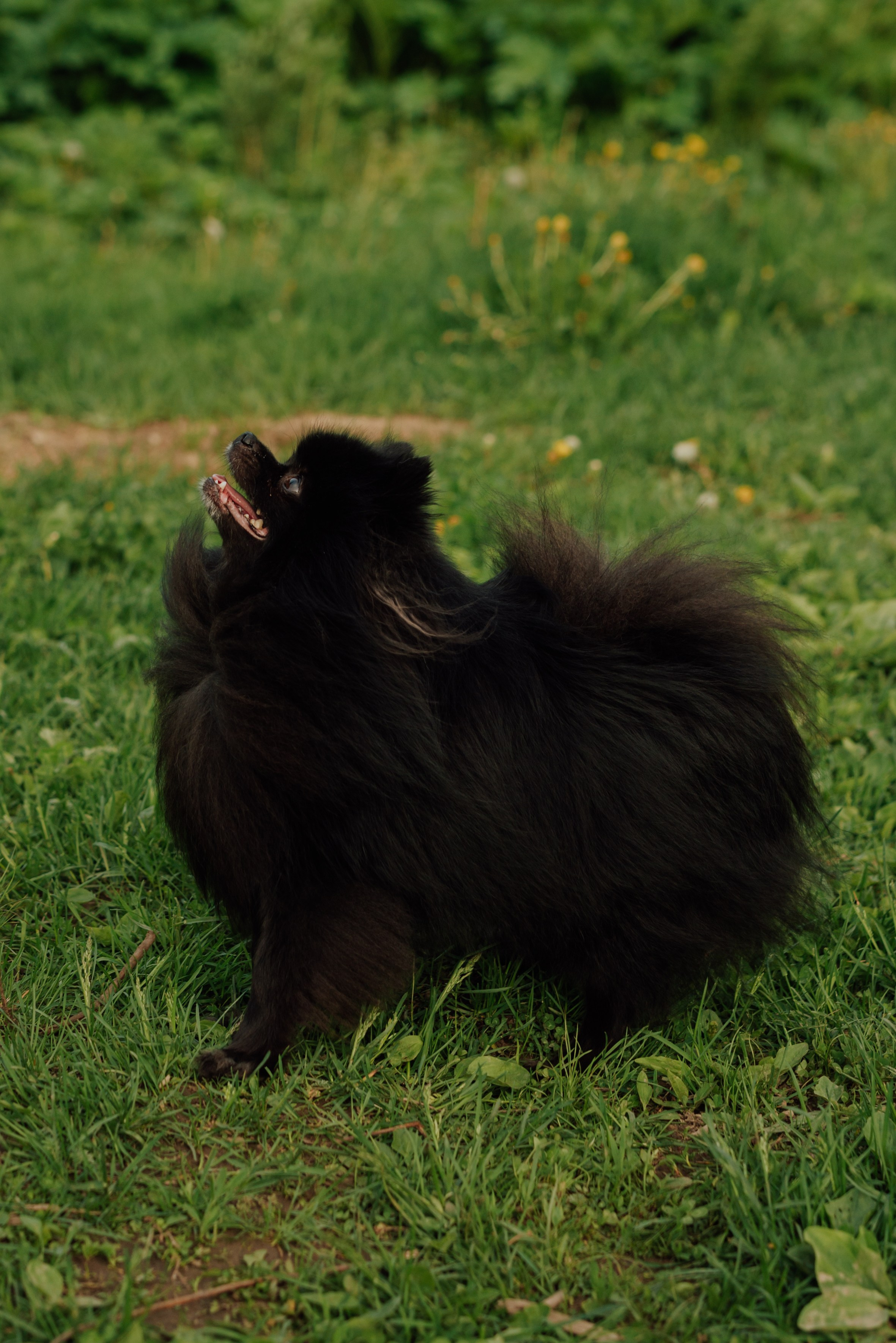 Фотовыходные с питомцами Мурино. Фотограф в Санкт-Петербурге и Ленинградской области