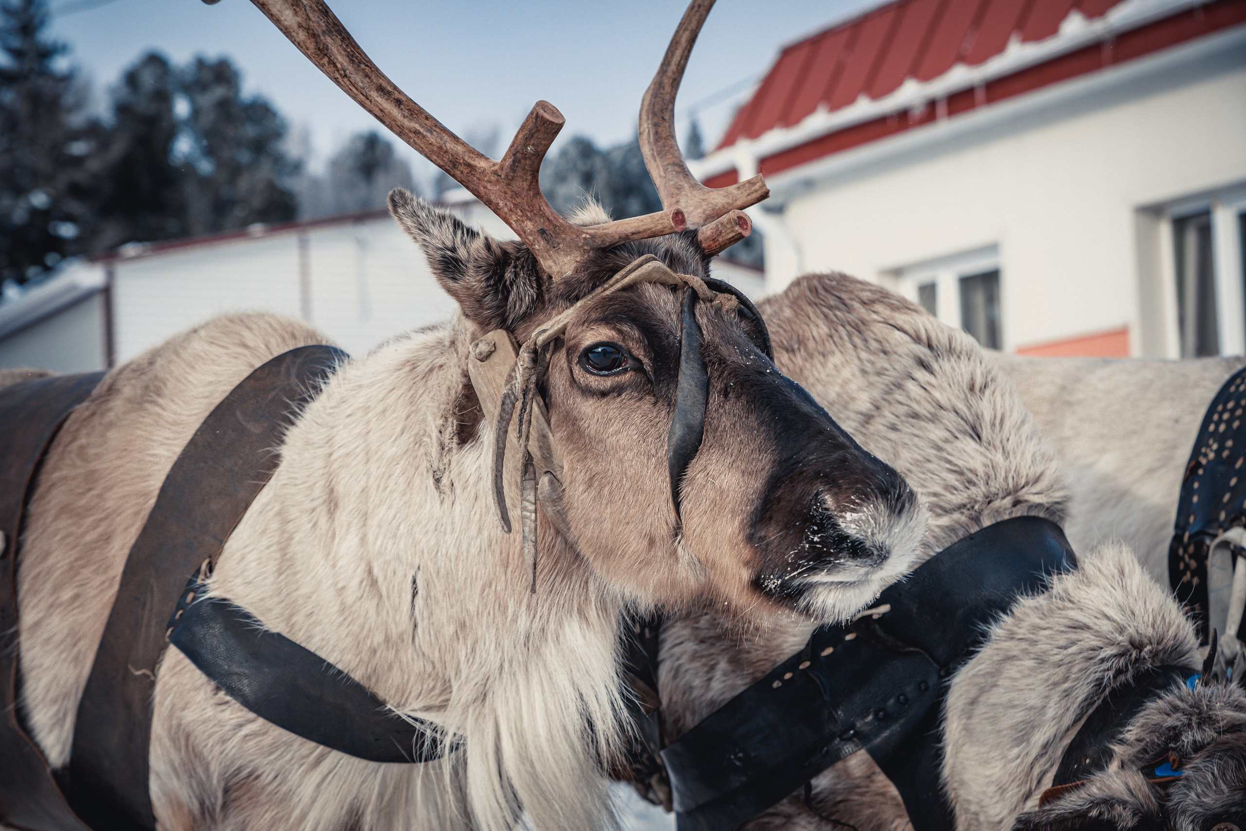 Конкурс оленеводов. Фотограф в Ханты-Мансийске Евгений Жуланов