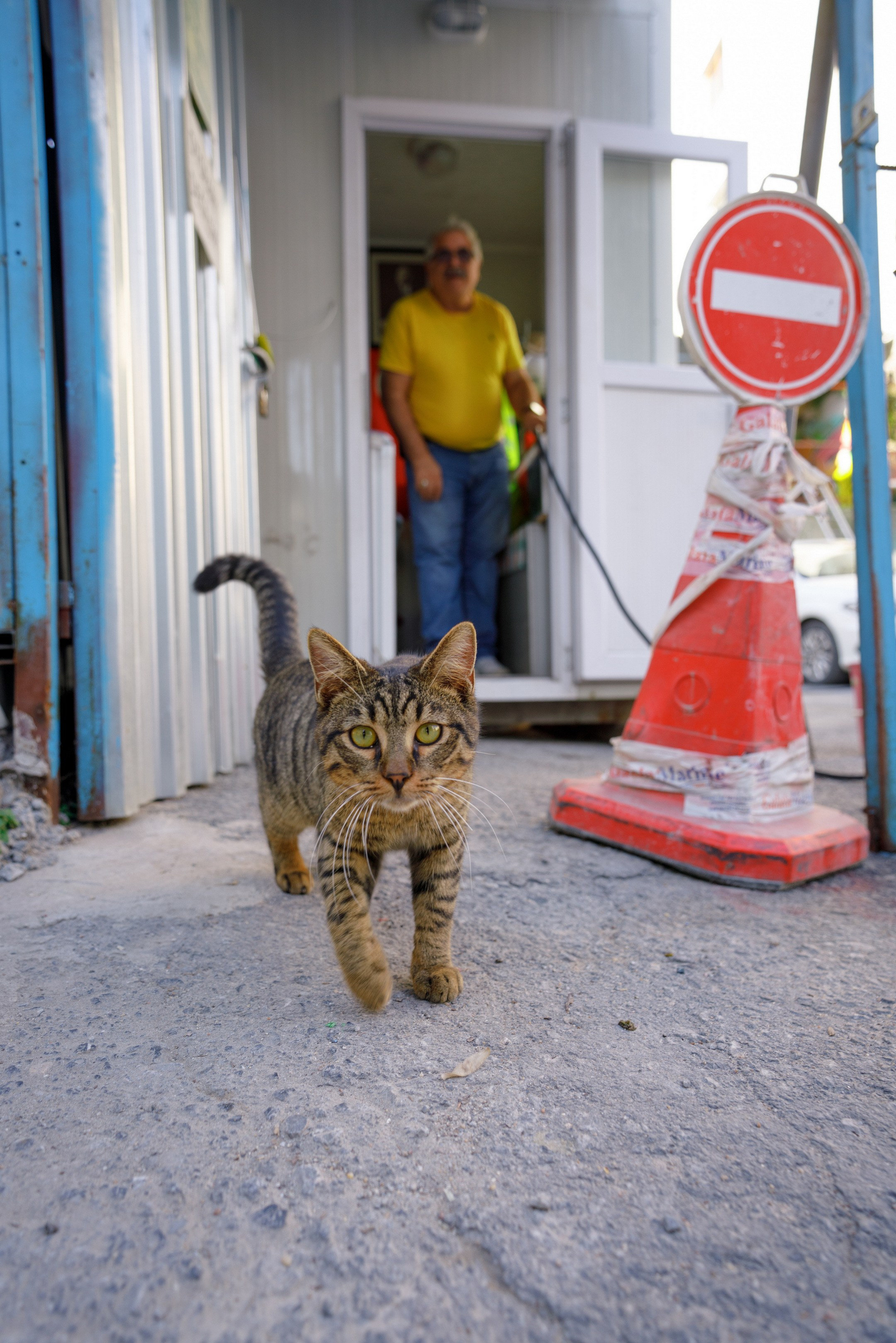 Кошки. Фотографии Дмитрия Захаренко
