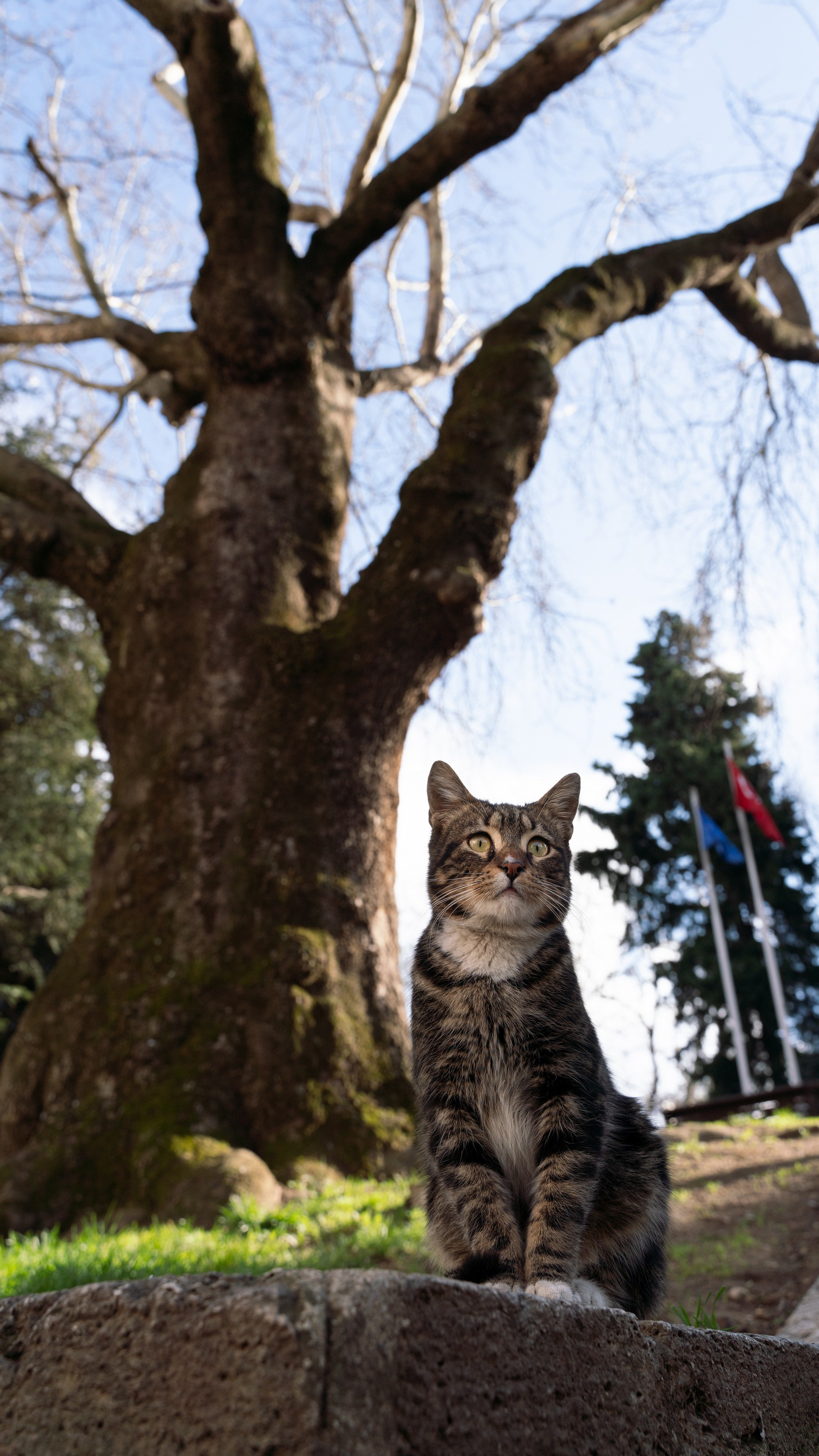 Кошки. Фотографии Дмитрия Захаренко