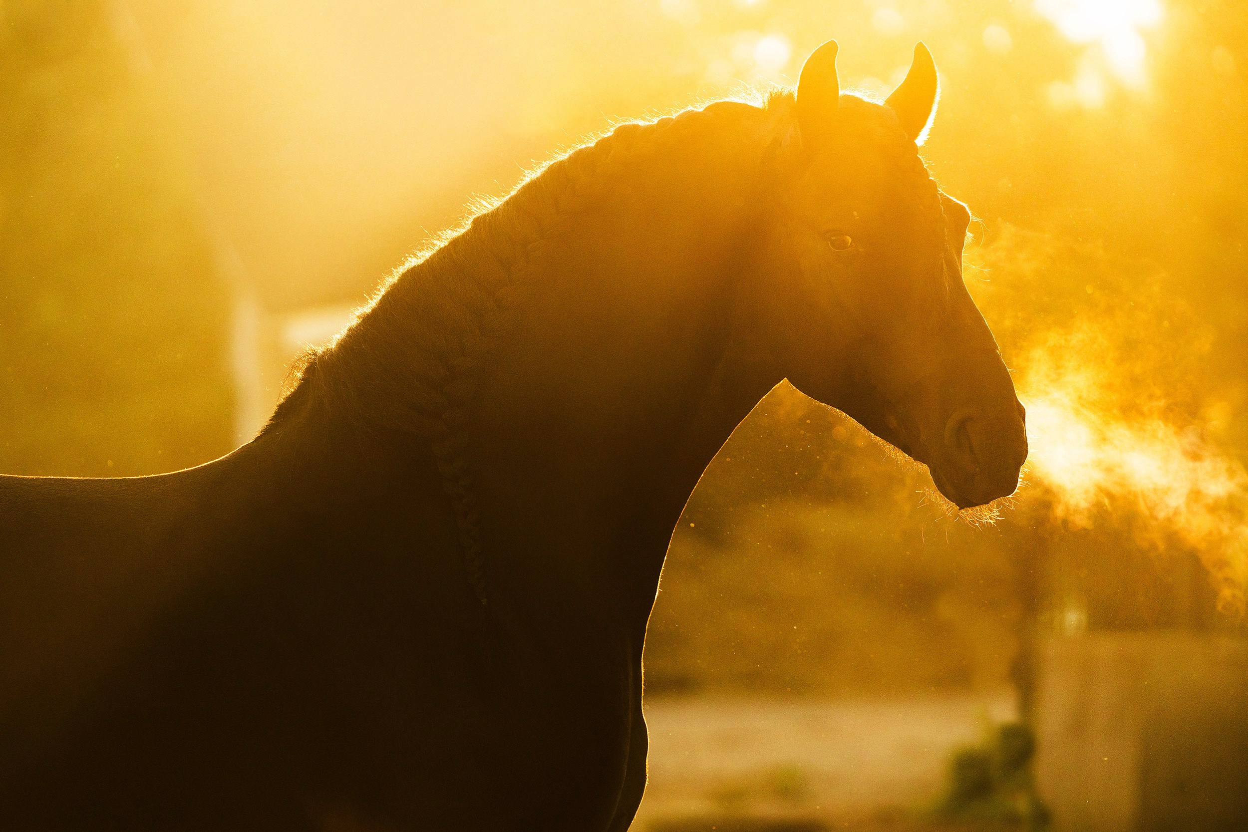 Лошади. Фотограф-анималист Юлия Удовенко