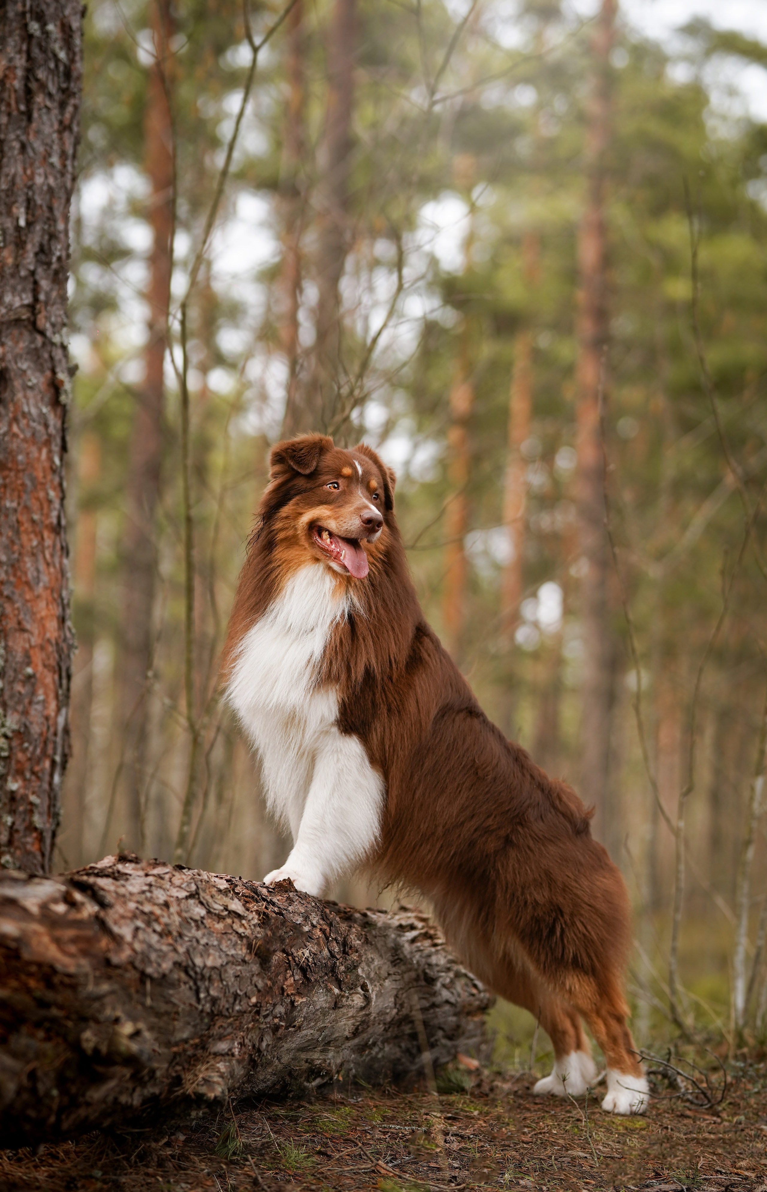 Аусси на Ладоге. Фотограф-анималист в Санкт-Петербурге Яна Мартынова