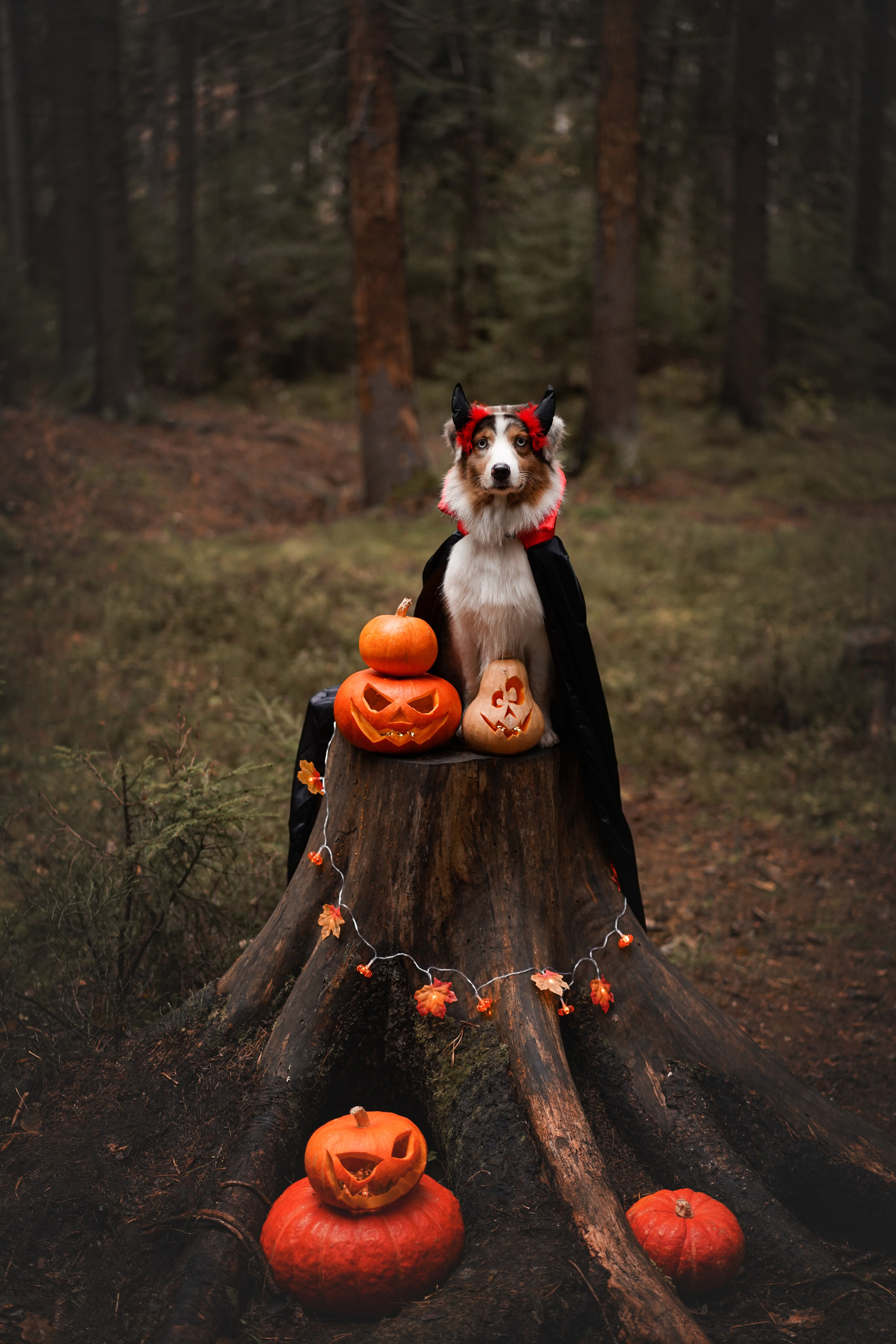 Аусси Хэллоуин 24. Фотограф-анималист в Санкт-Петербурге Яна Мартынова