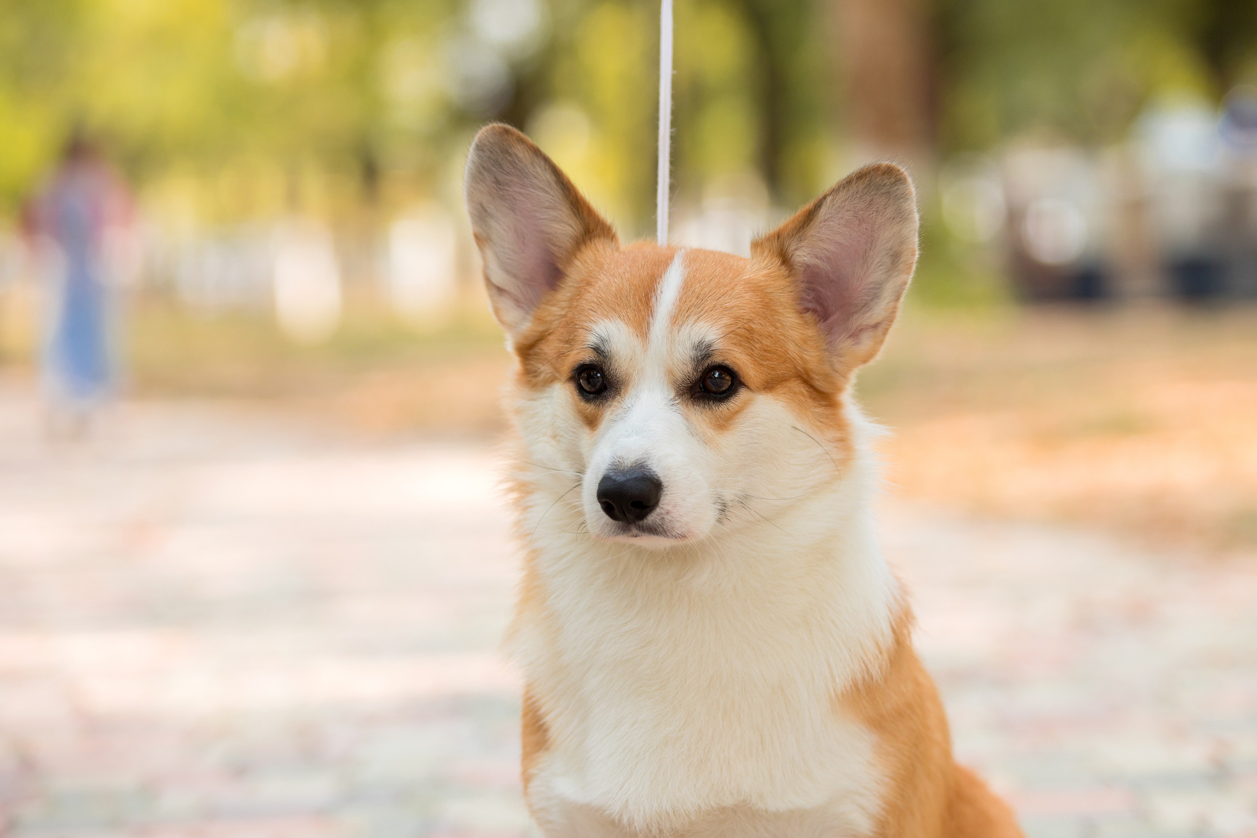 Ташкент 6-8.10.2023 + Алматы 14-15.10.2023. Фотограф-анималист Юлия Германика