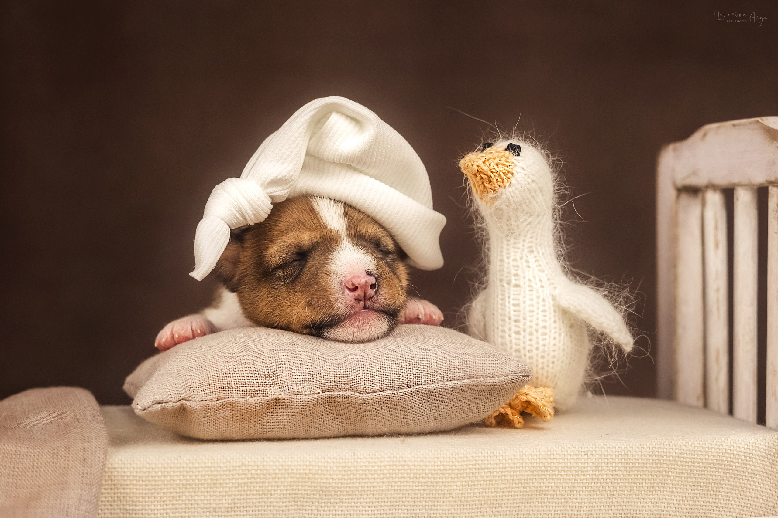 Басеньки. Фотограф анималист Аня Ливанова | Рыбинск