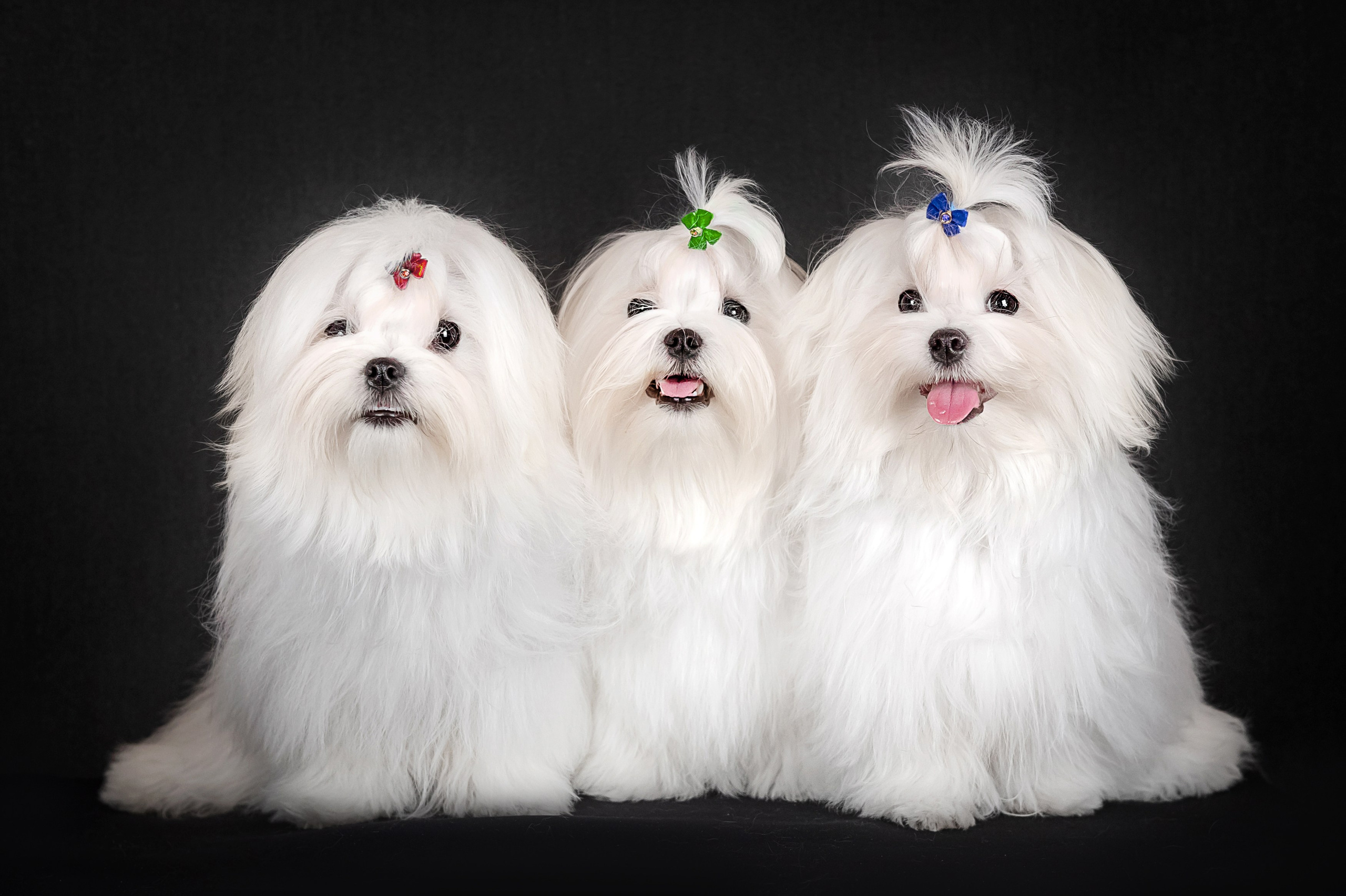 Мальтезе. Фотограф анималист Аня Ливанова | Рыбинск