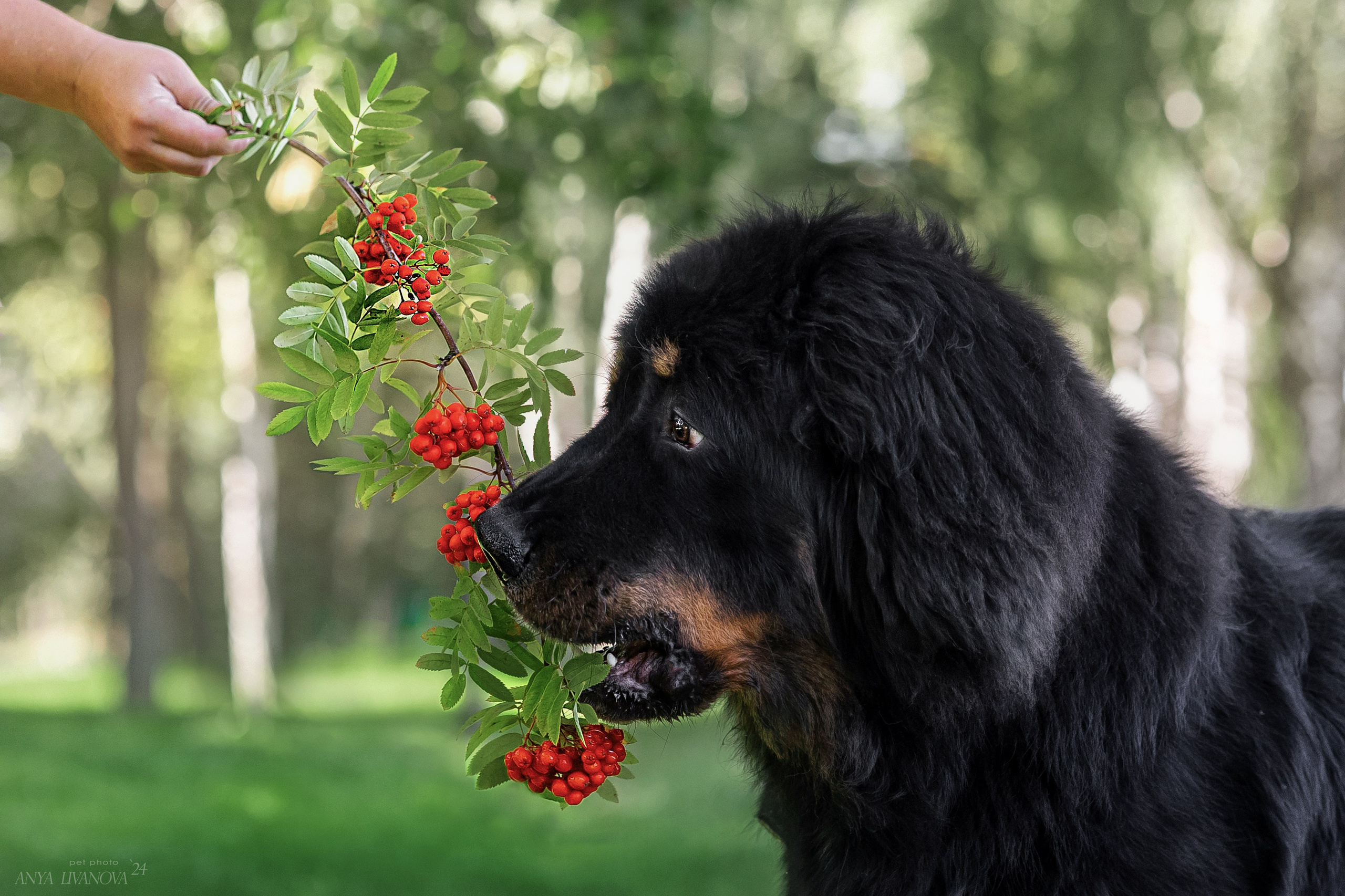 Адмирал. Фотограф анималист Аня Ливанова | Рыбинск
