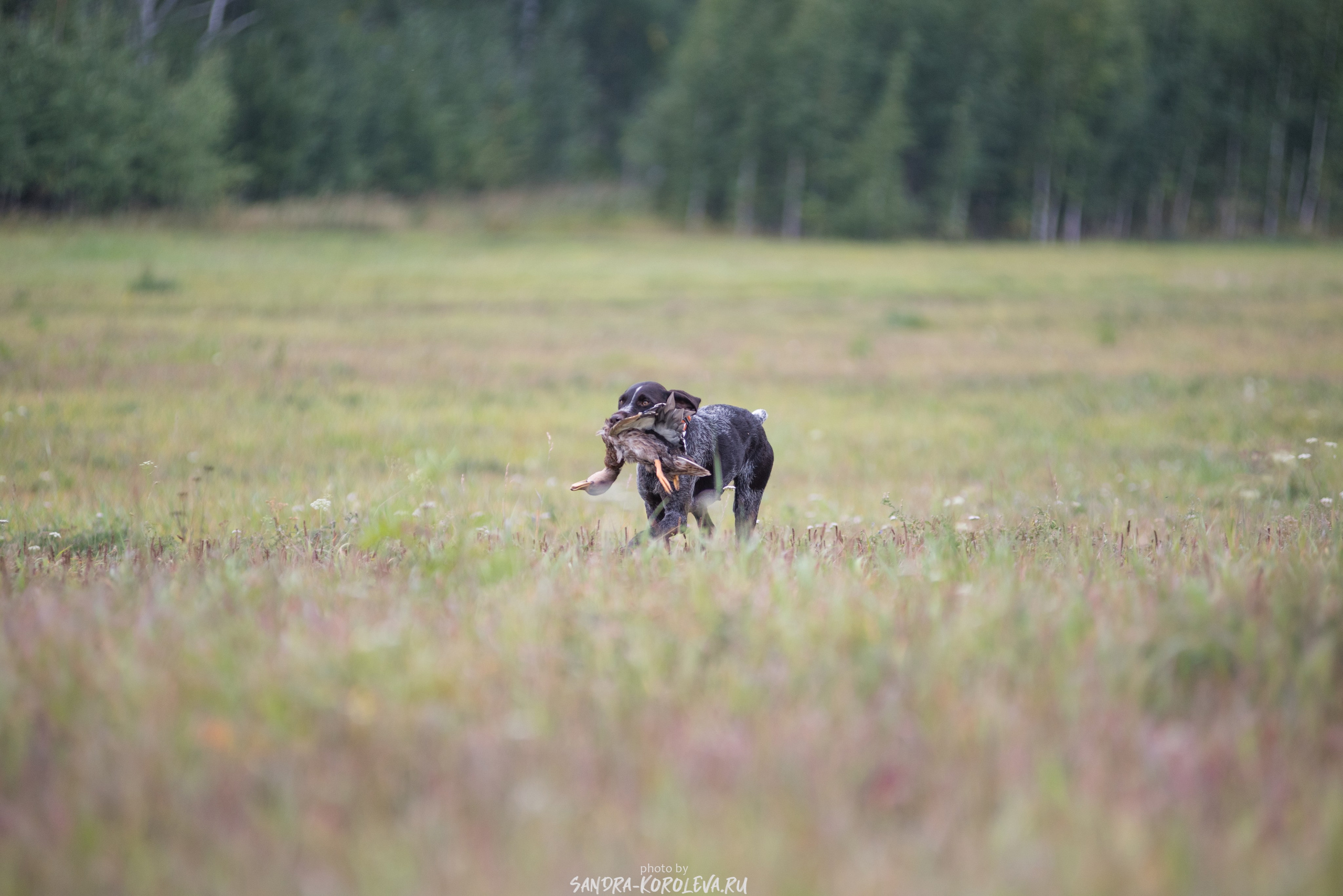 Рабочие дипломы. Главная