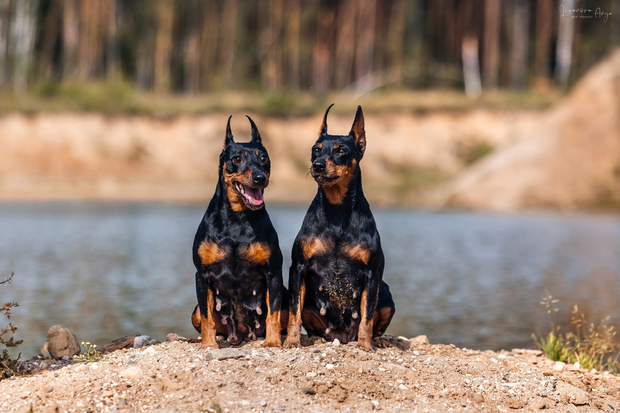 Троицкий карьер. Фотограф анималист Аня Ливанова | Рыбинск