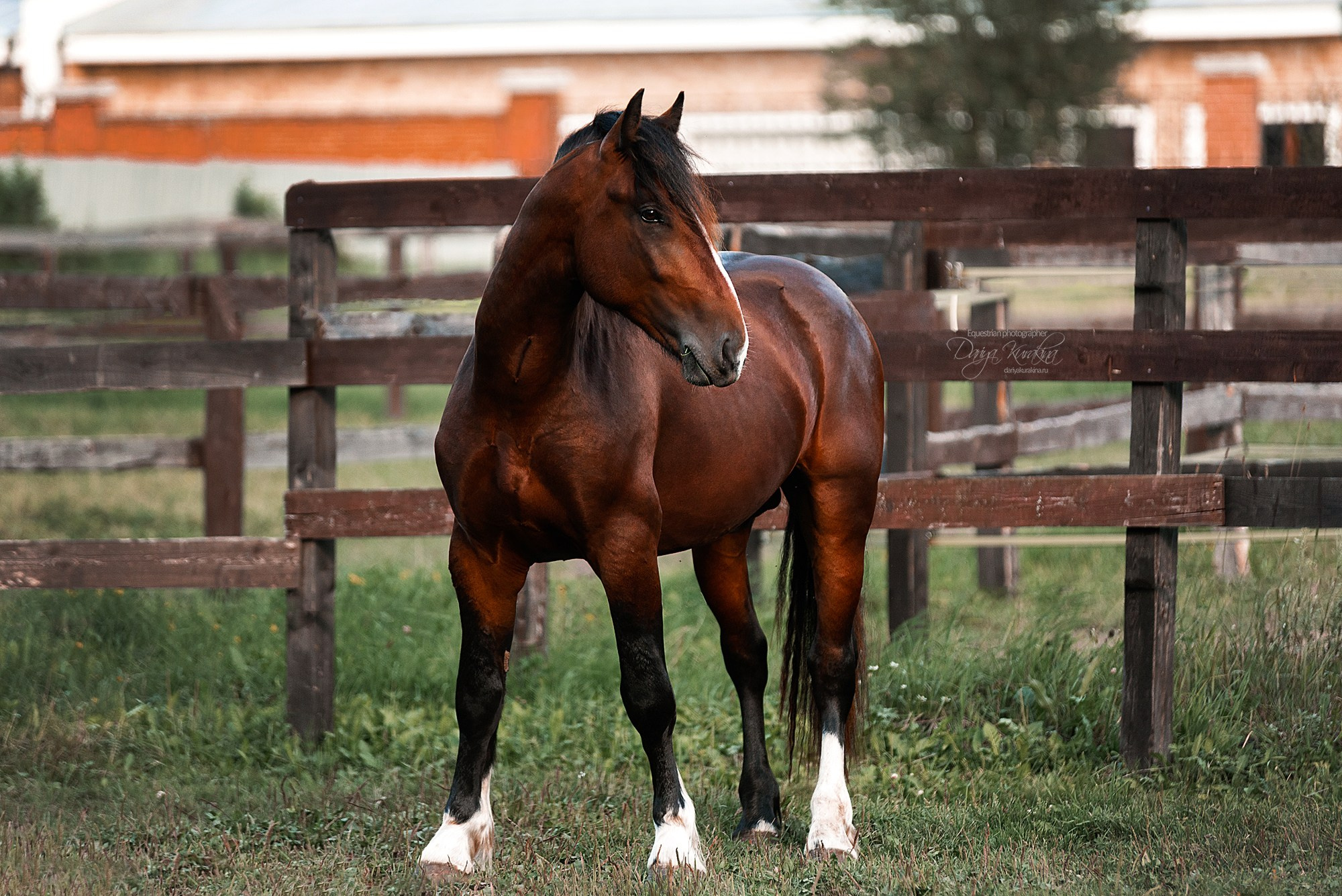 Волконский. Конный фотограф Куракина Дарья • Фотосессии с лошадьми