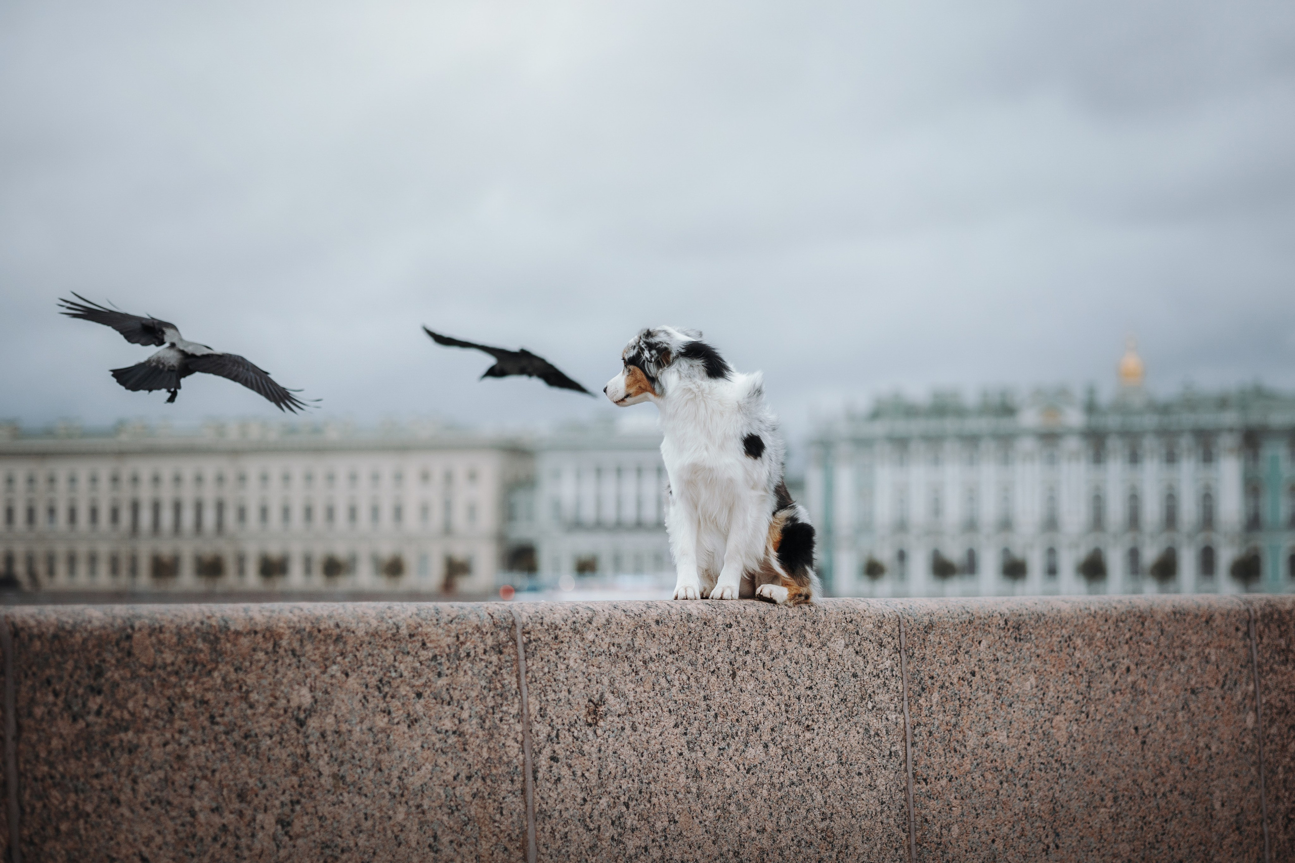 Ирина и Кайса. Фотограф — Анималист | Санкт-Петербург