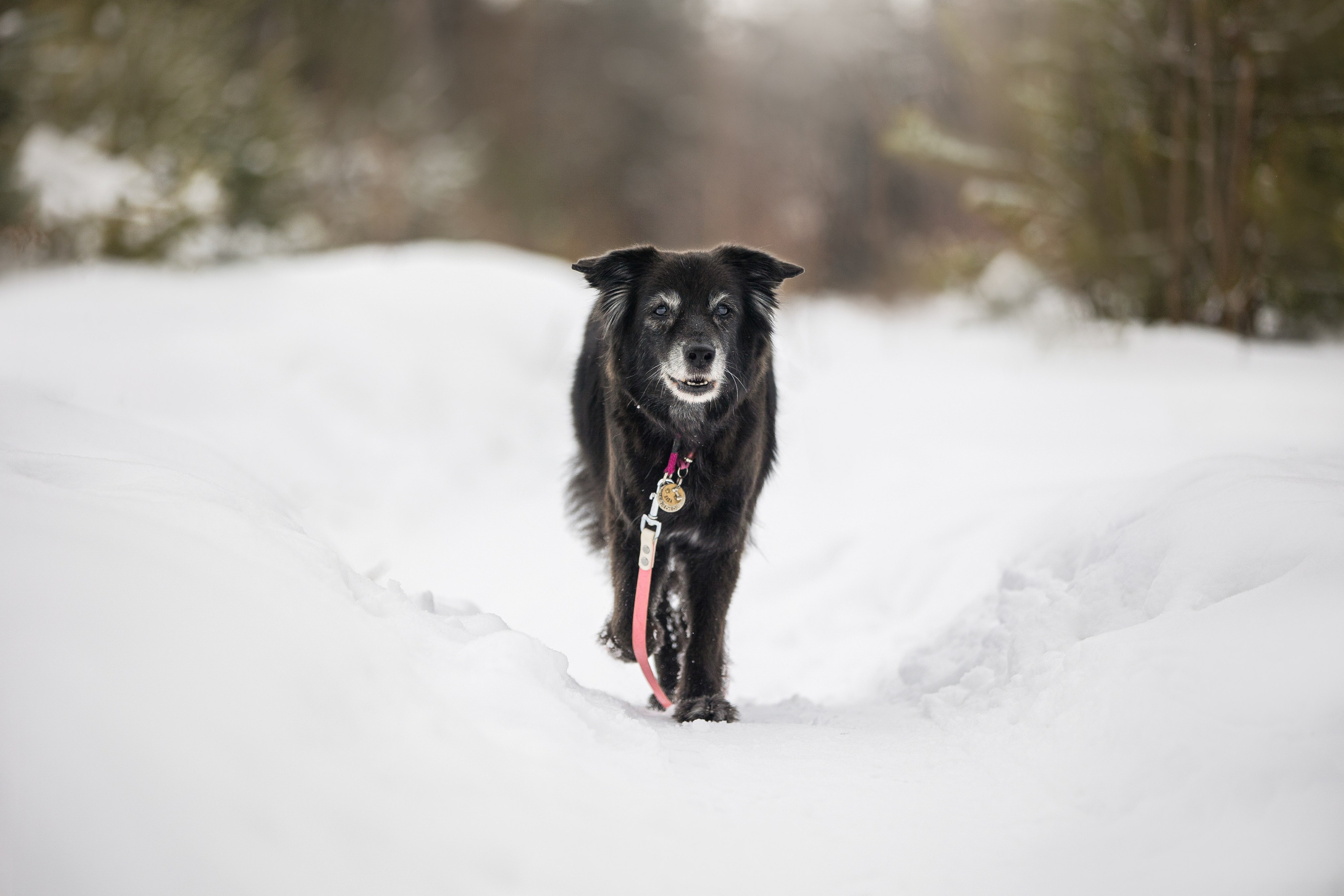 Валя, Варя и Лада. Фотограф анималист в Москве Майорова Евгения