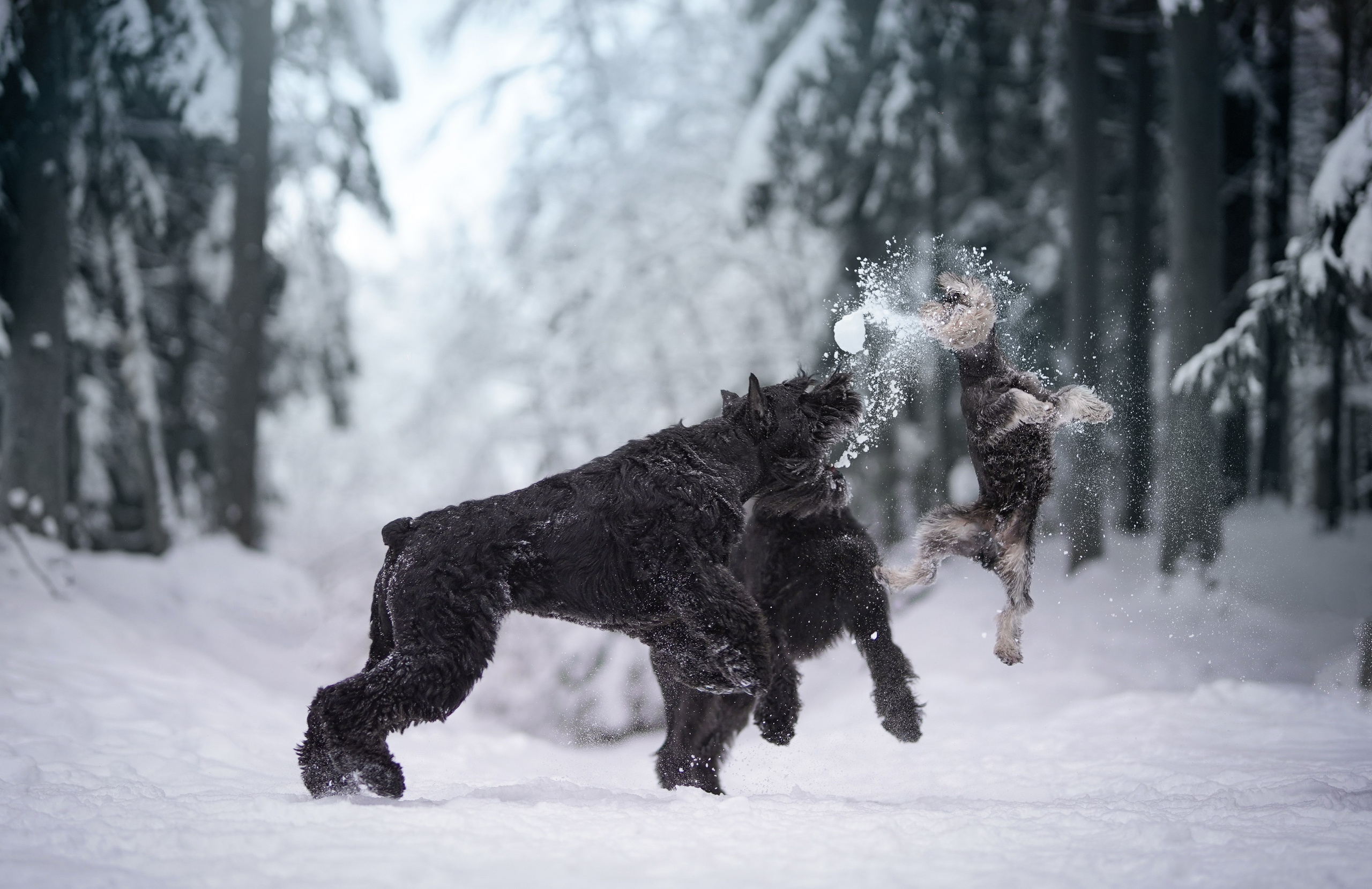 Оля Миша и шнауцеры. Фотограф-анималист в Санкт-Петербурге Яна Мартынова