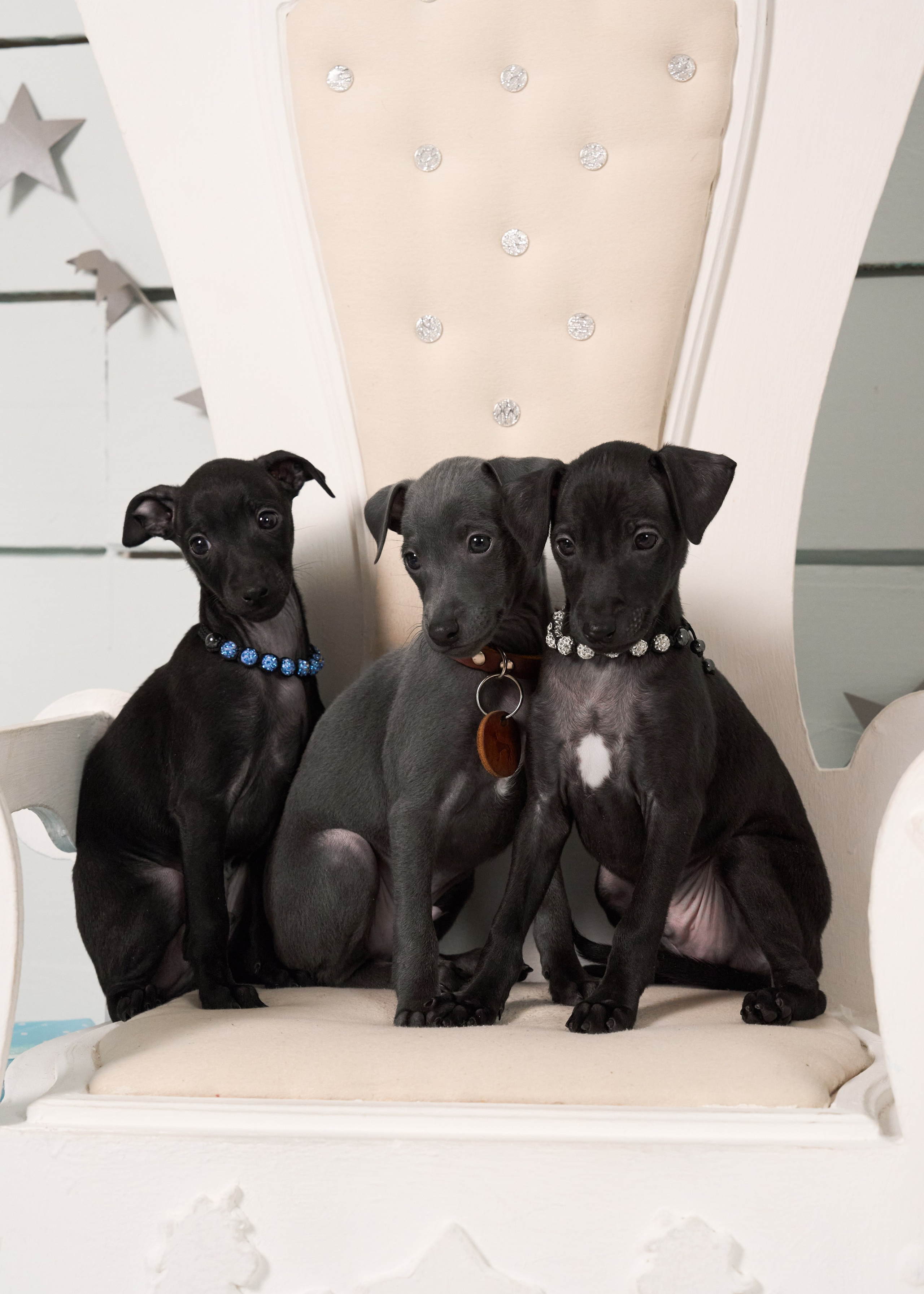  фотограф анималист в краснодаре