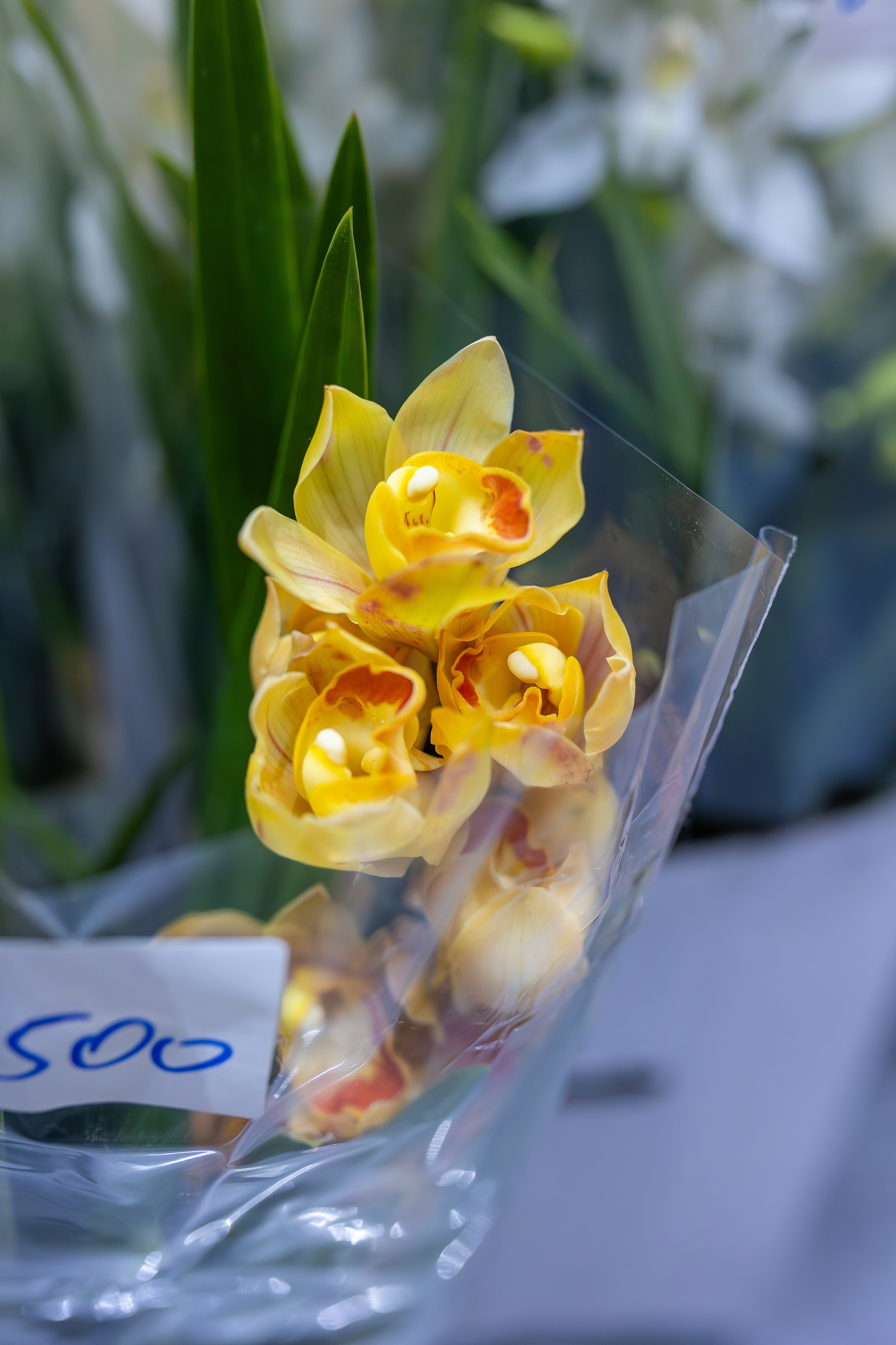 Орхидиум 12.2025. Александра Куликова фотограф, Москва